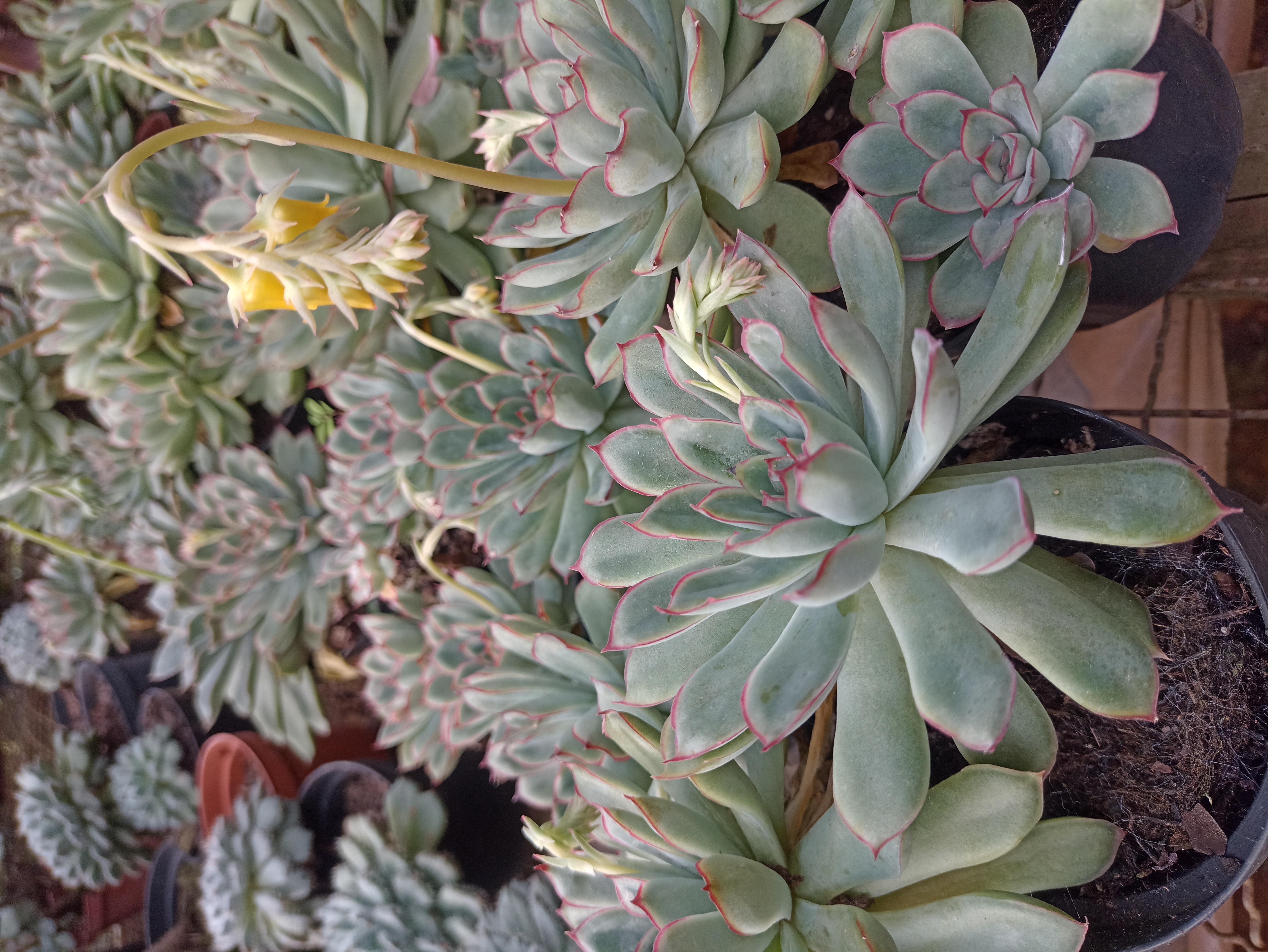 Suculenta Echeveria