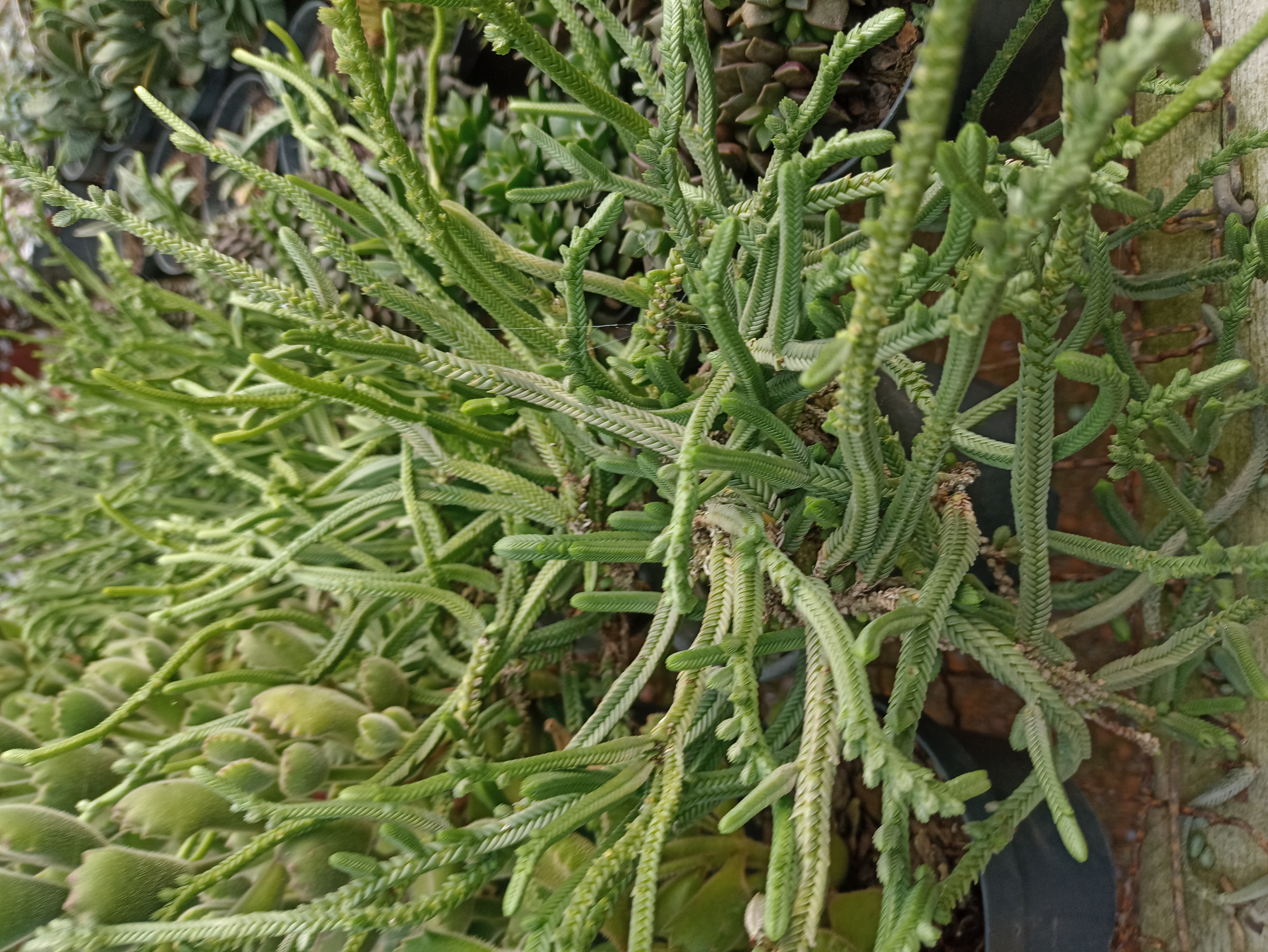 Suculenta Rhipsalis