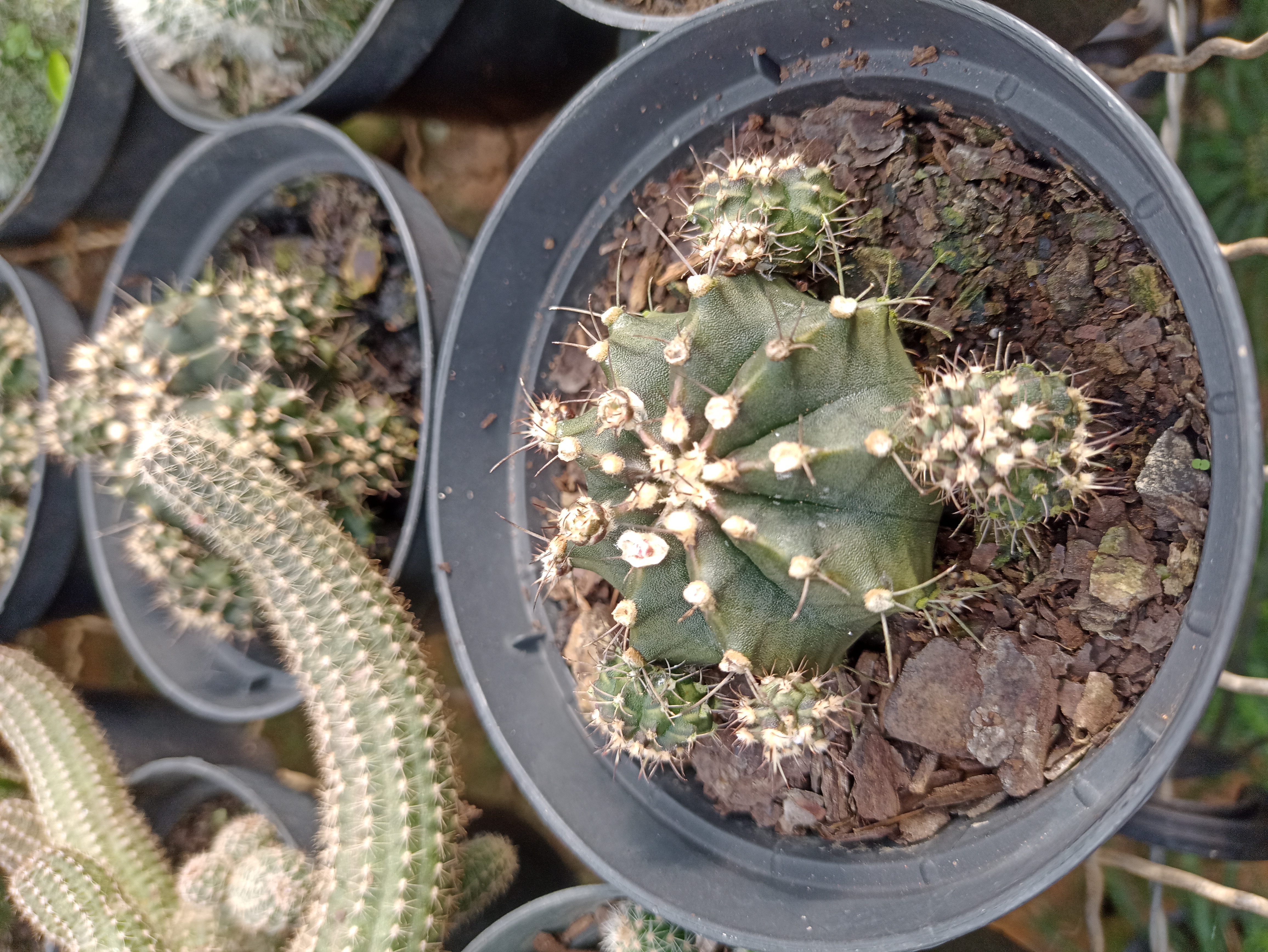 Cacto Mamillaria em Vaso