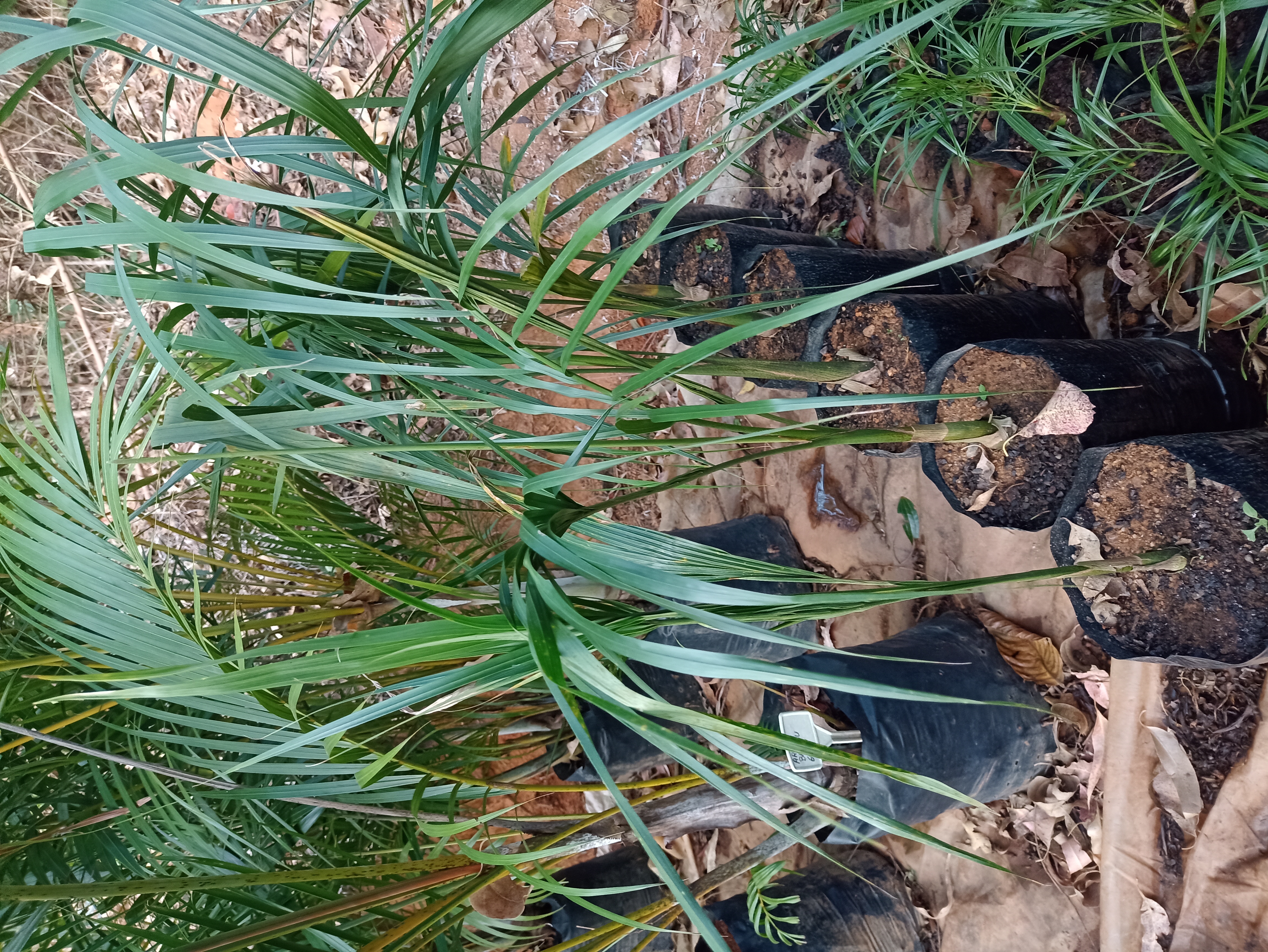 Muda de Palmeira Areca