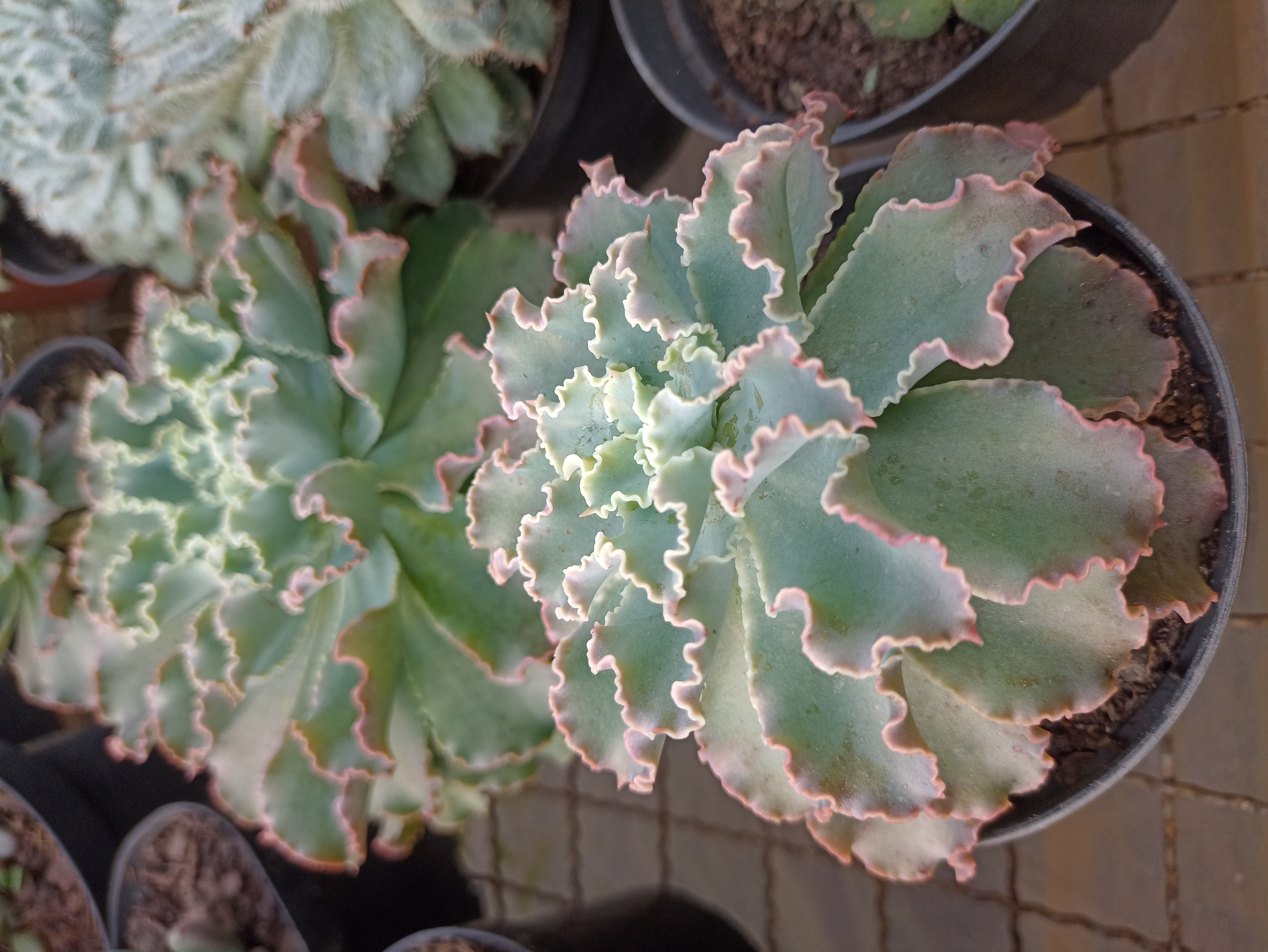 Suculenta Echeveria Ruffles