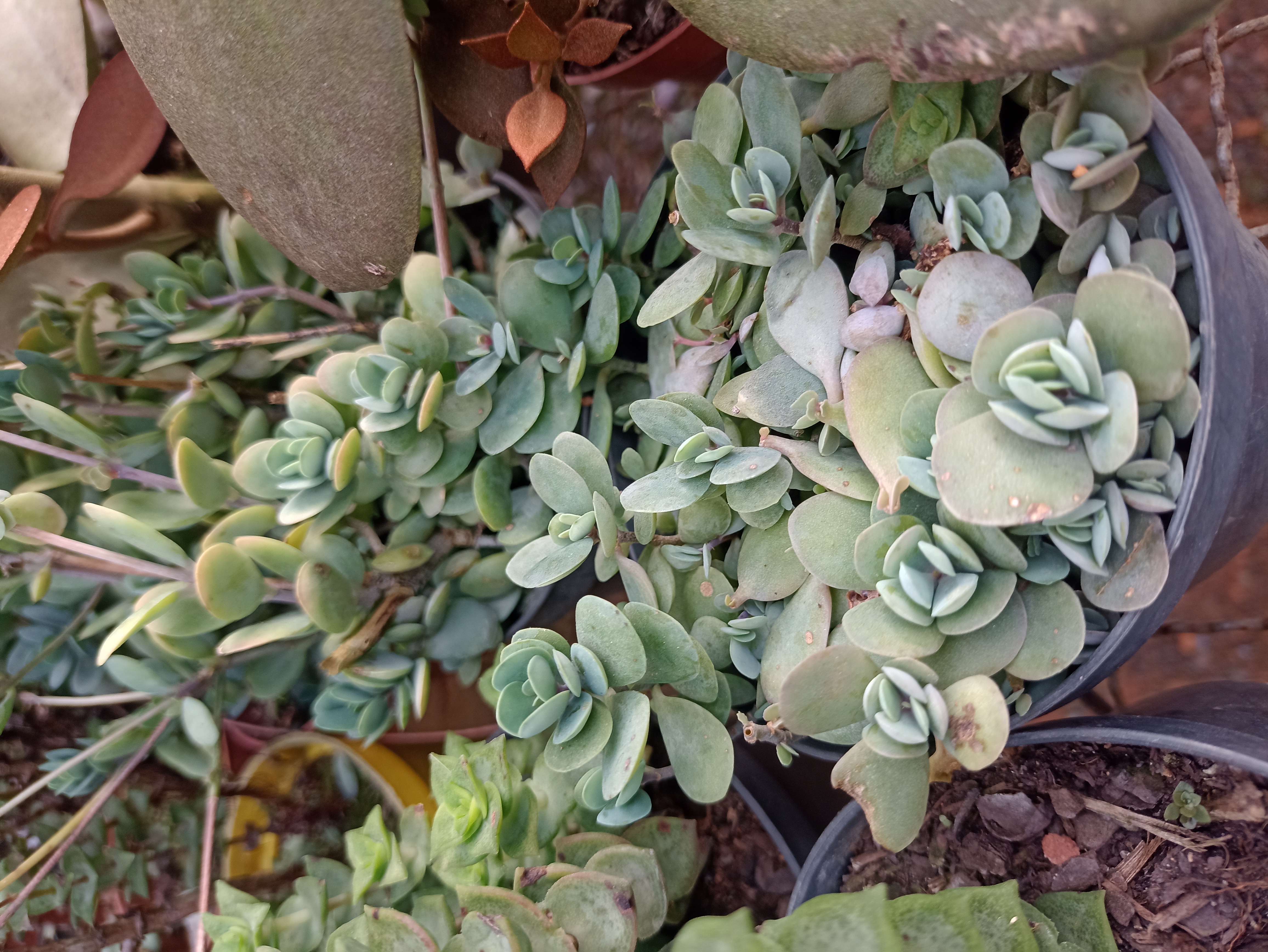 Suculenta em Vaso