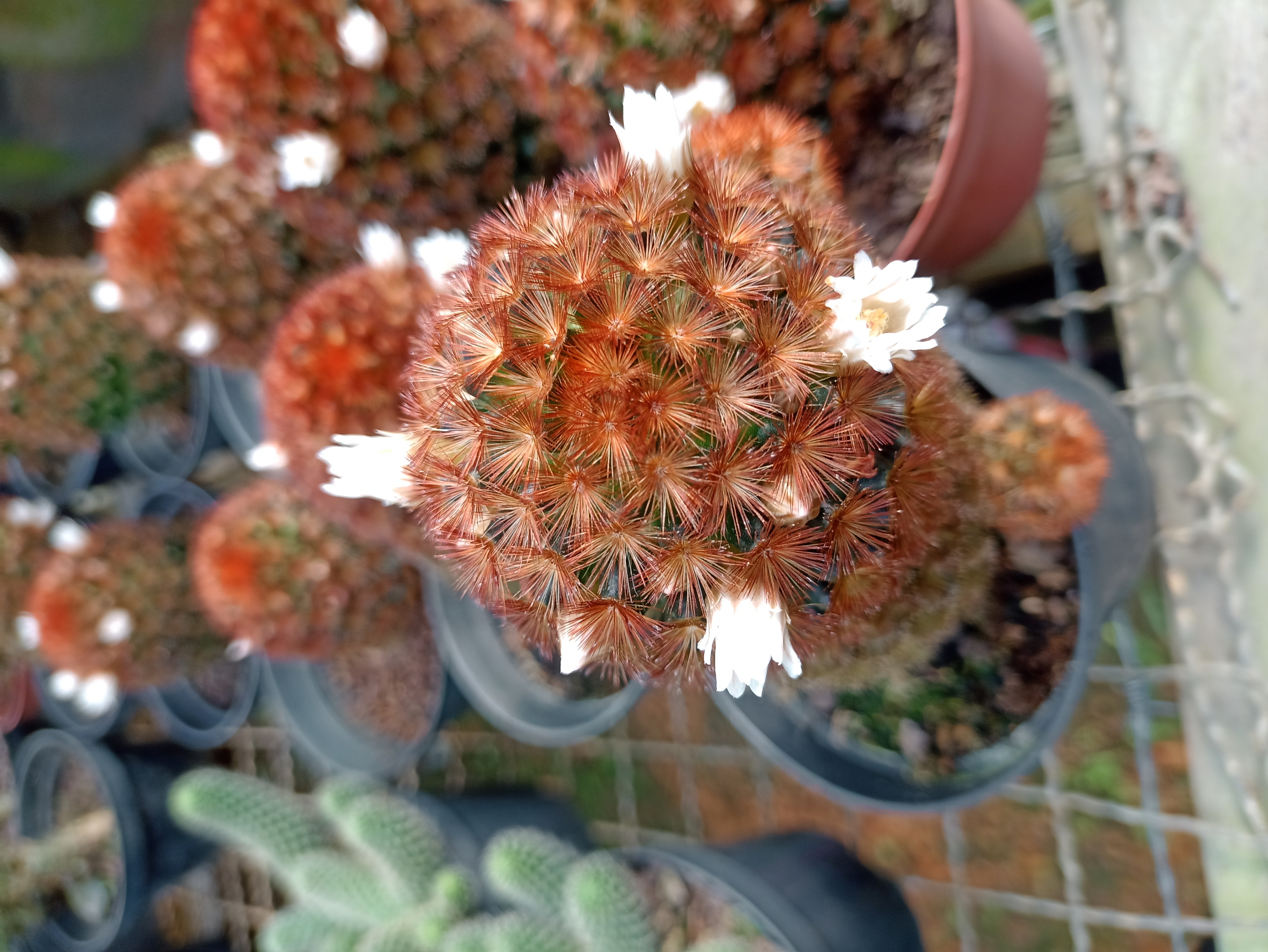 Cacto Mammillaria