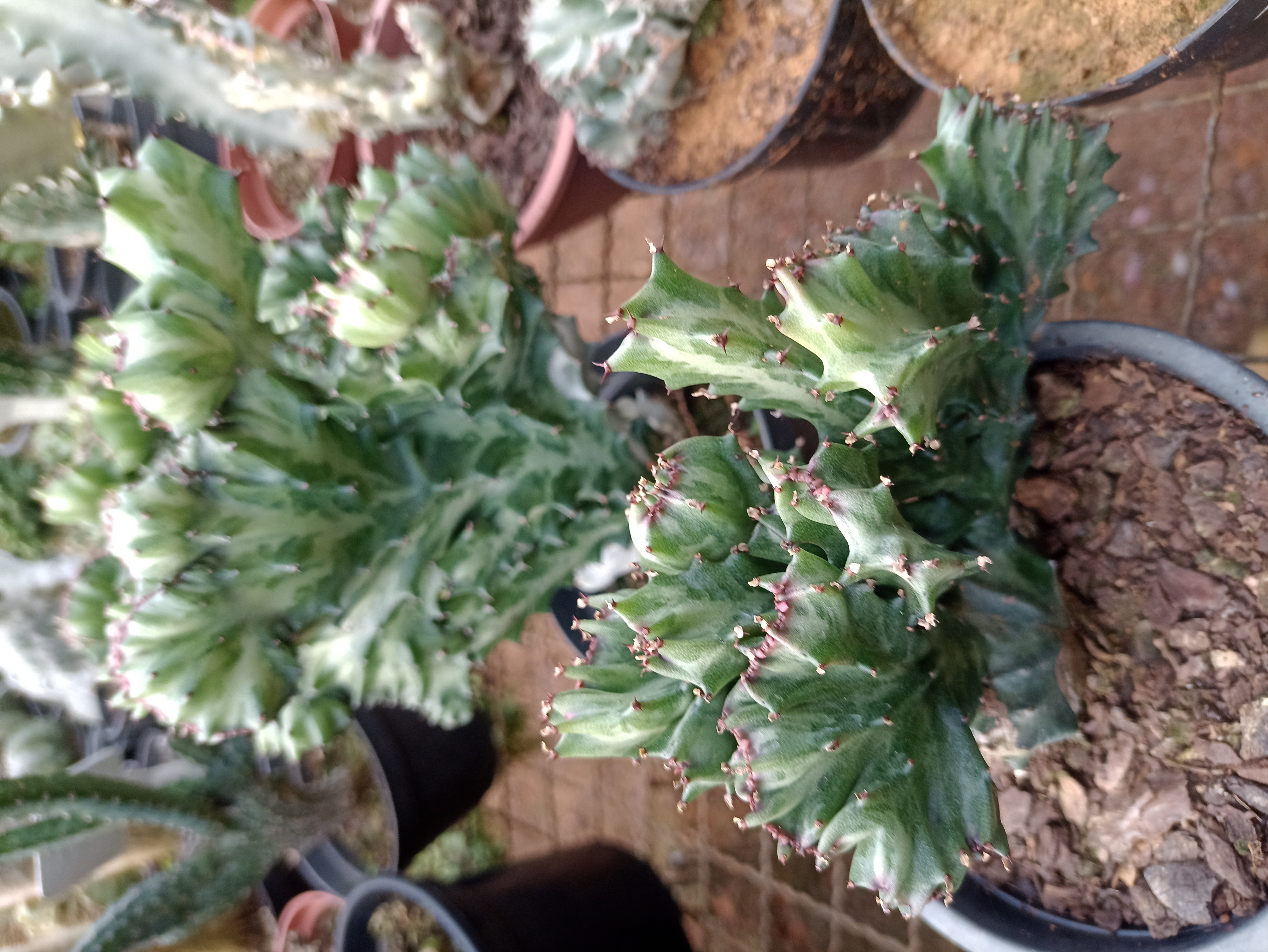 Cacto Euphorbia Cristata