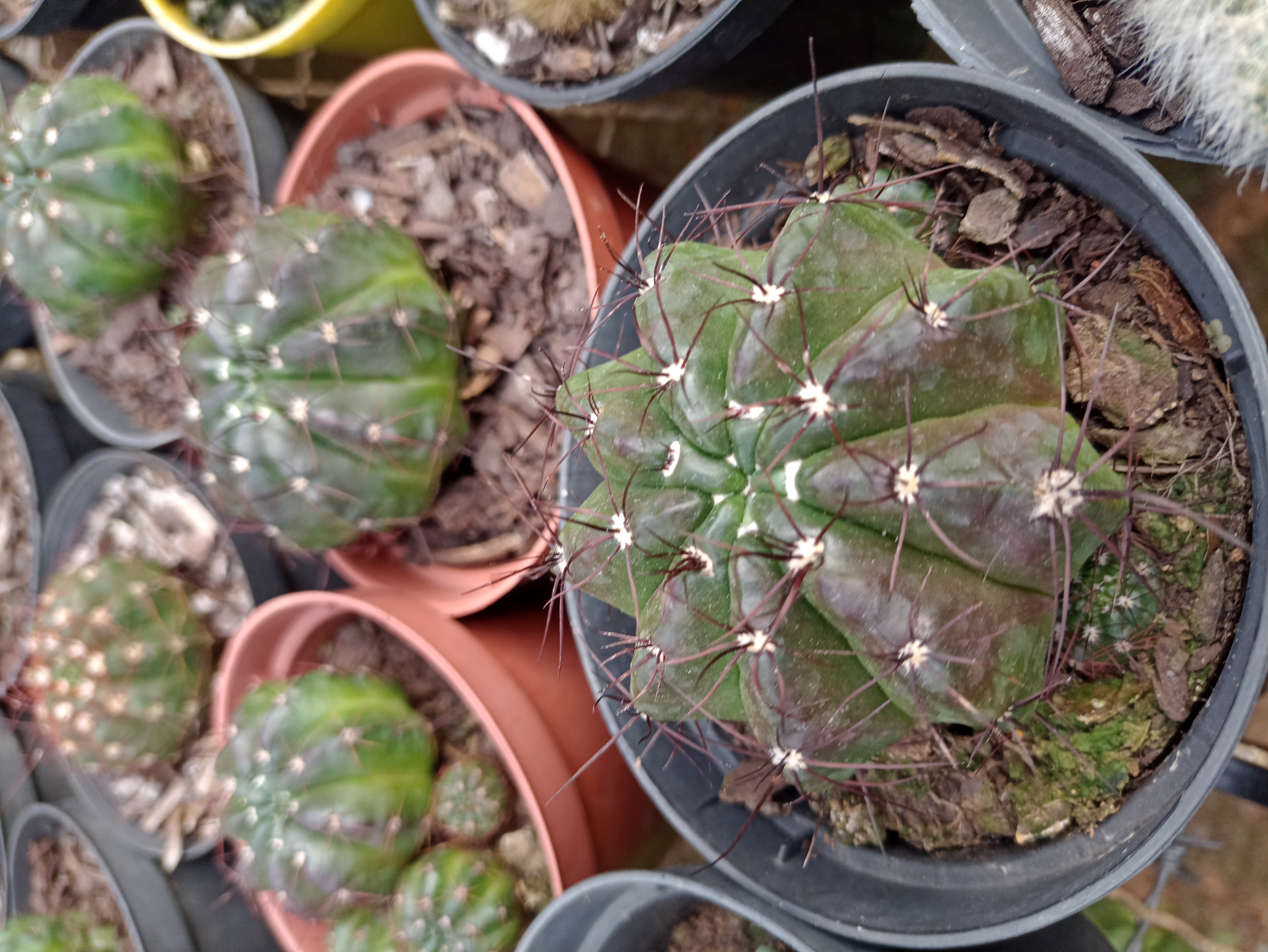 Cacto Gymnocalycium em Vaso
