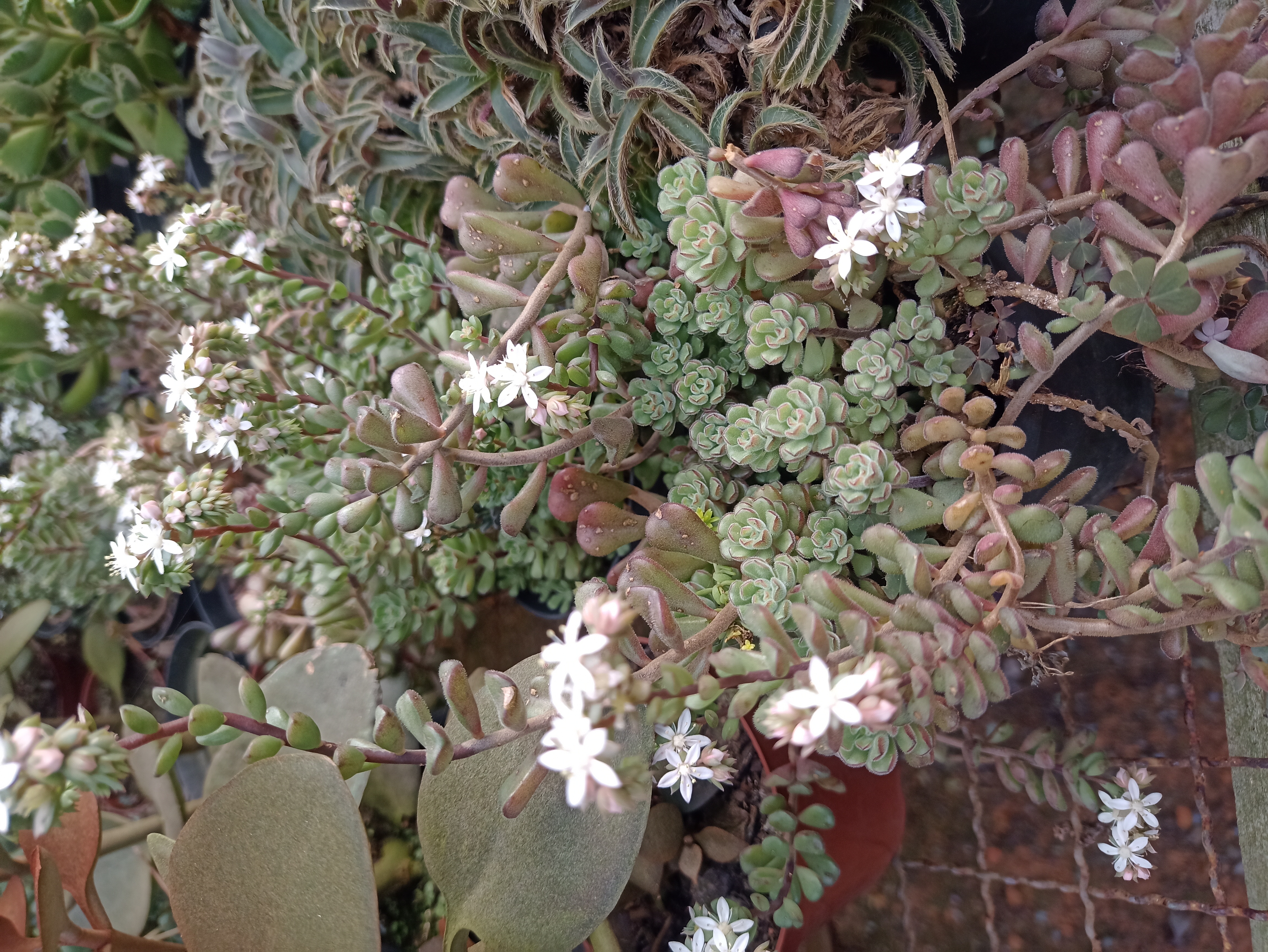 Suculenta Sedum
