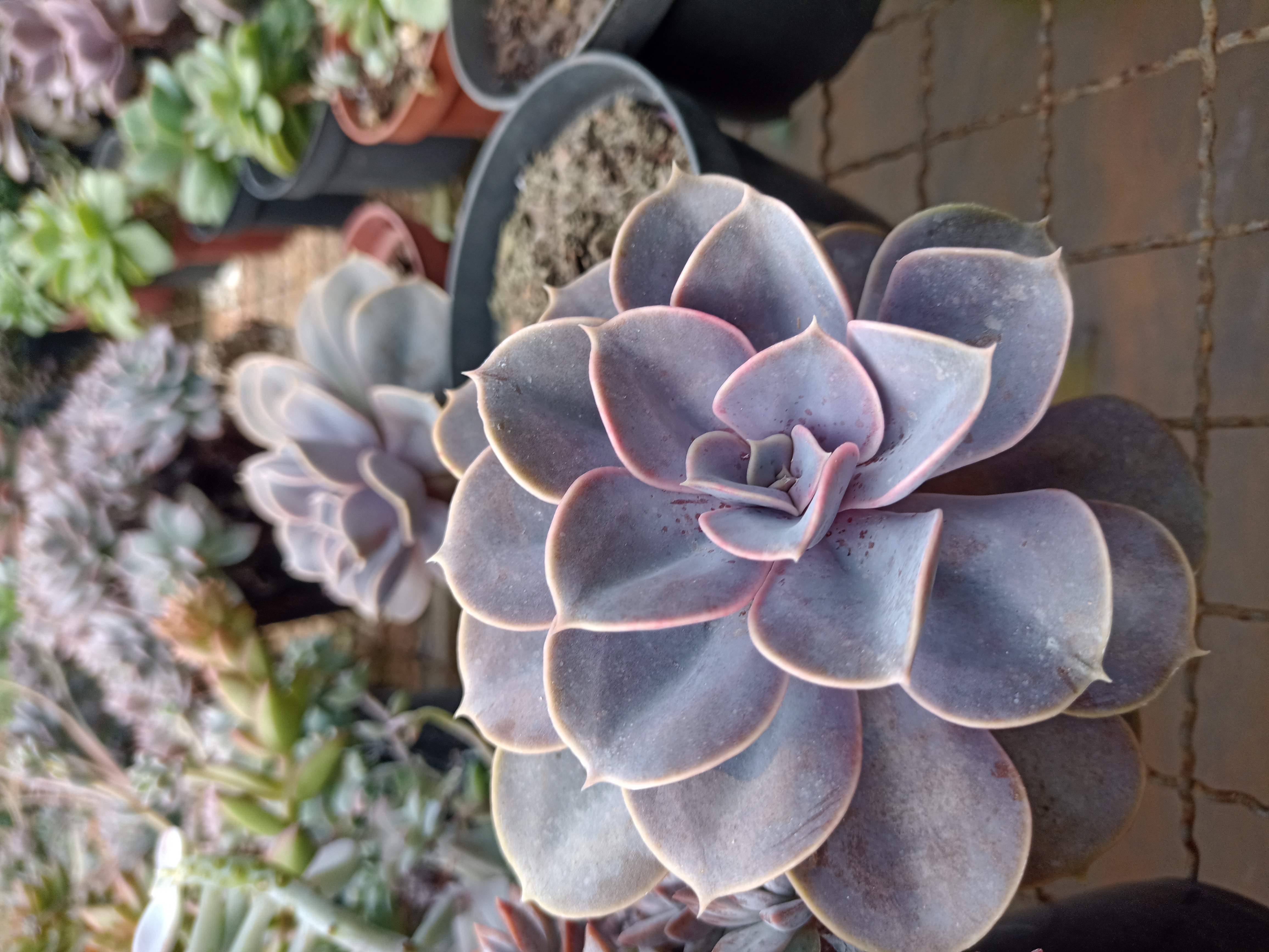 Suculenta Echeveria