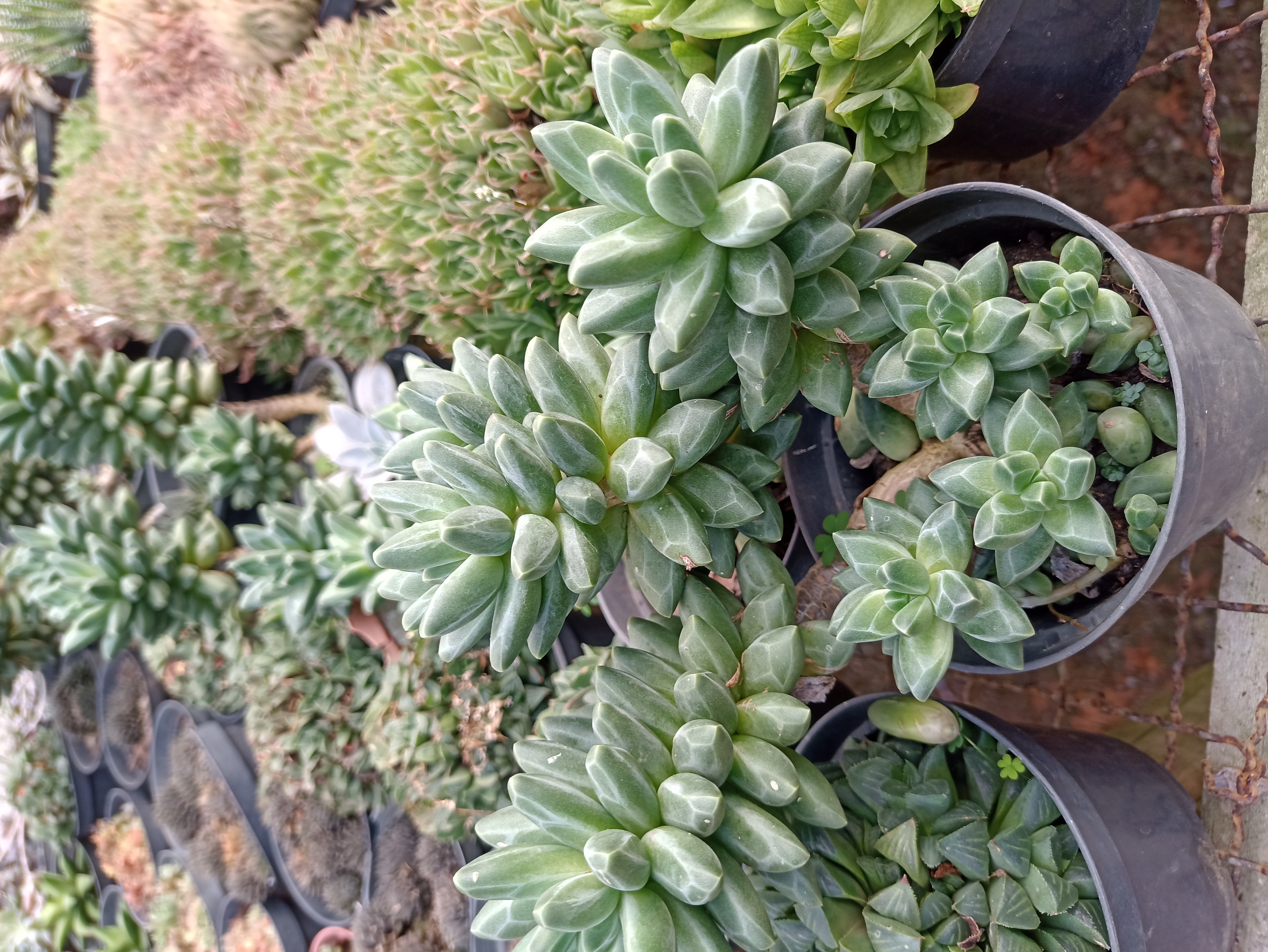 Suculenta em Vaso