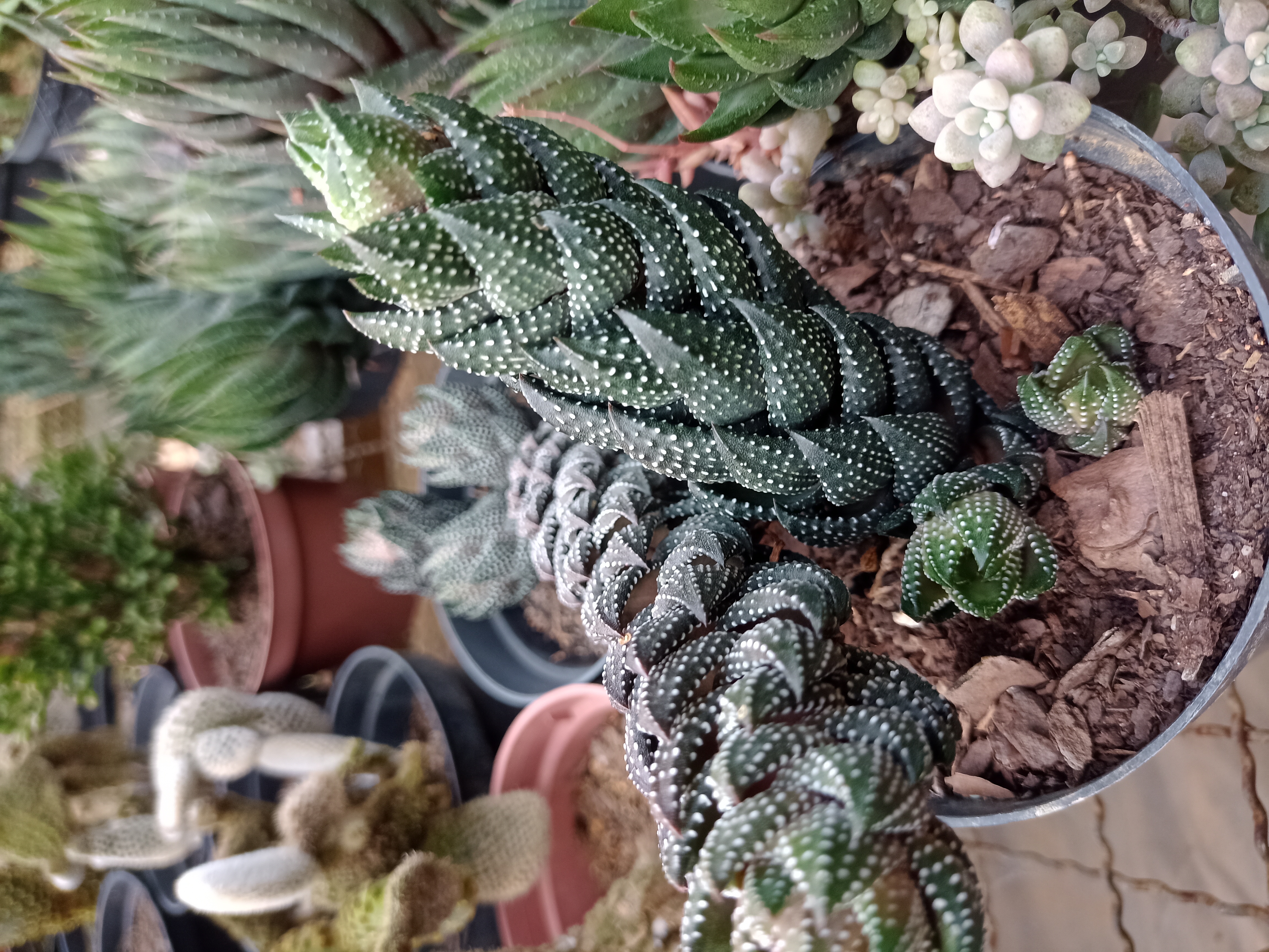 Haworthia Coletânea