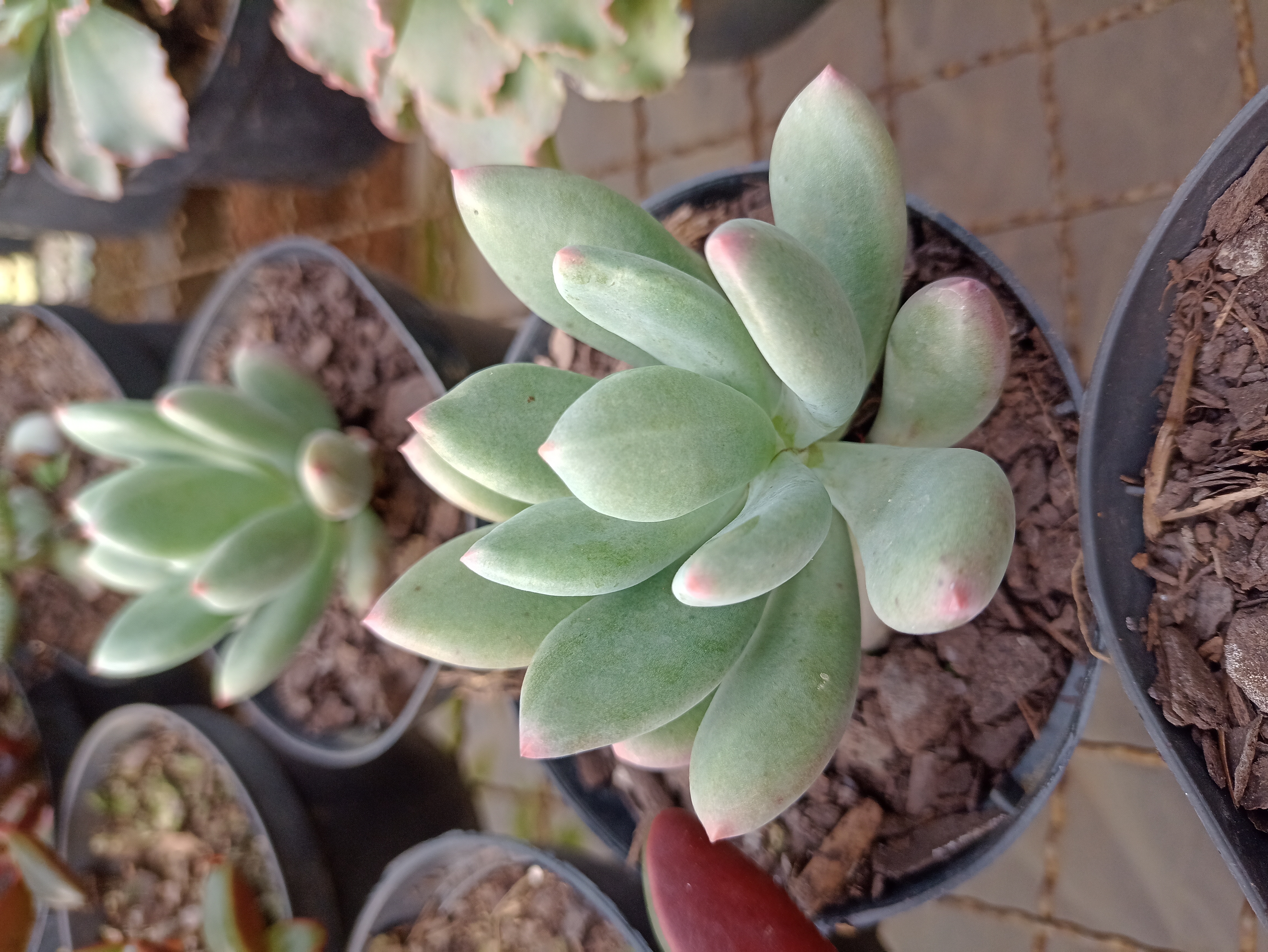 Suculenta Echeveria
