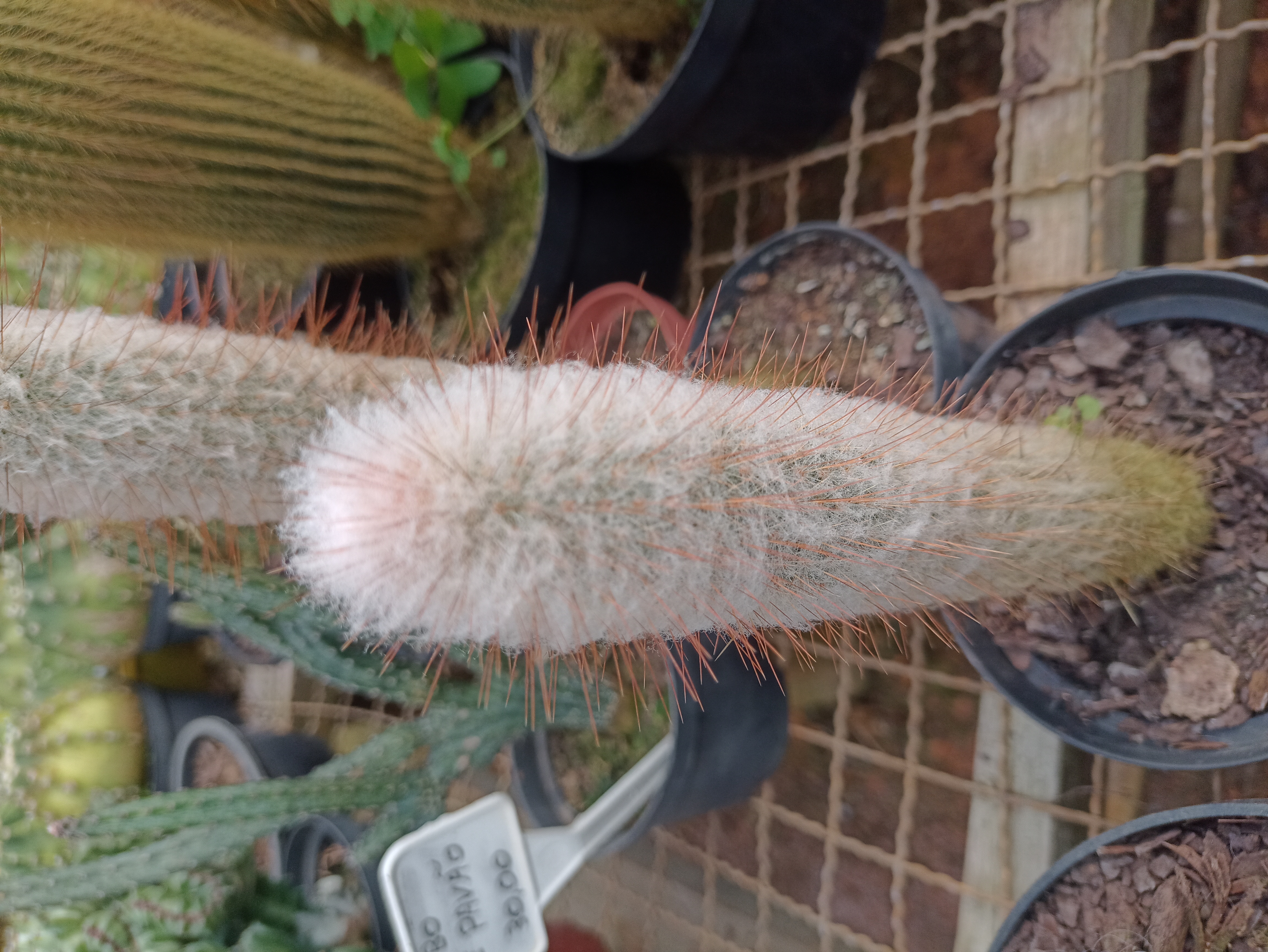 Cacto Rabo de Macaco