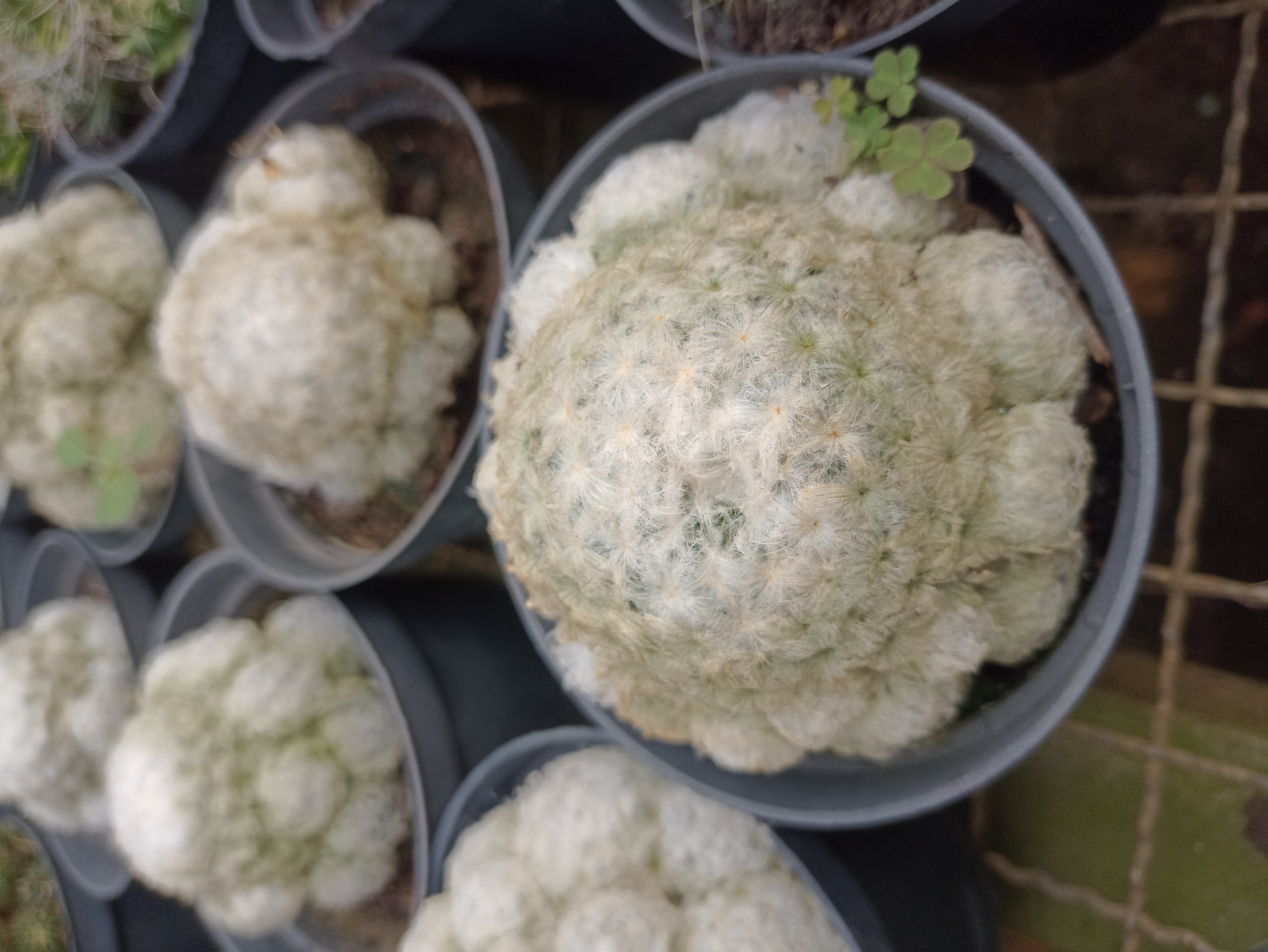 Cacto Mammillaria Plumosa