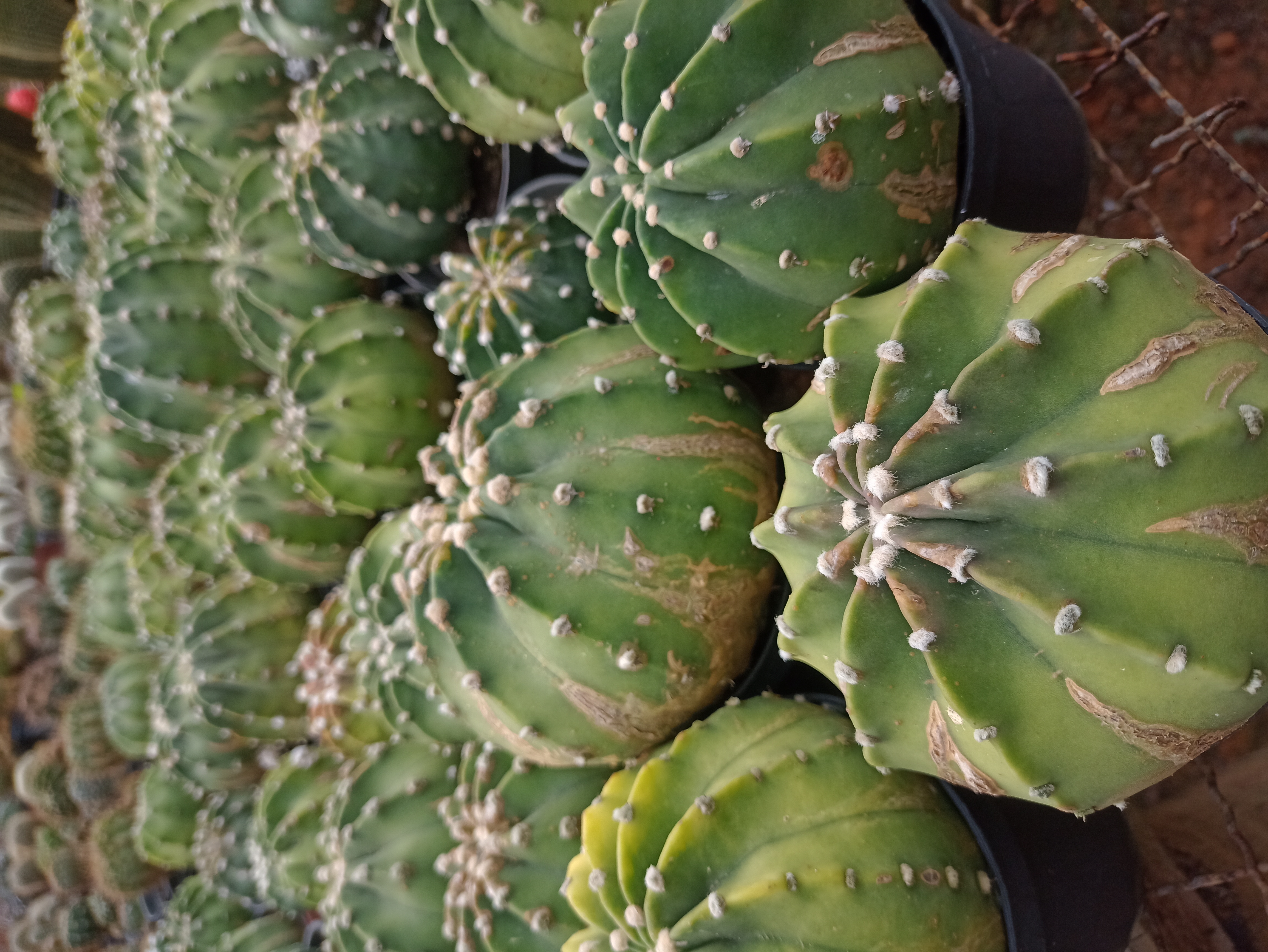 Cacto Echinopsis em Vaso