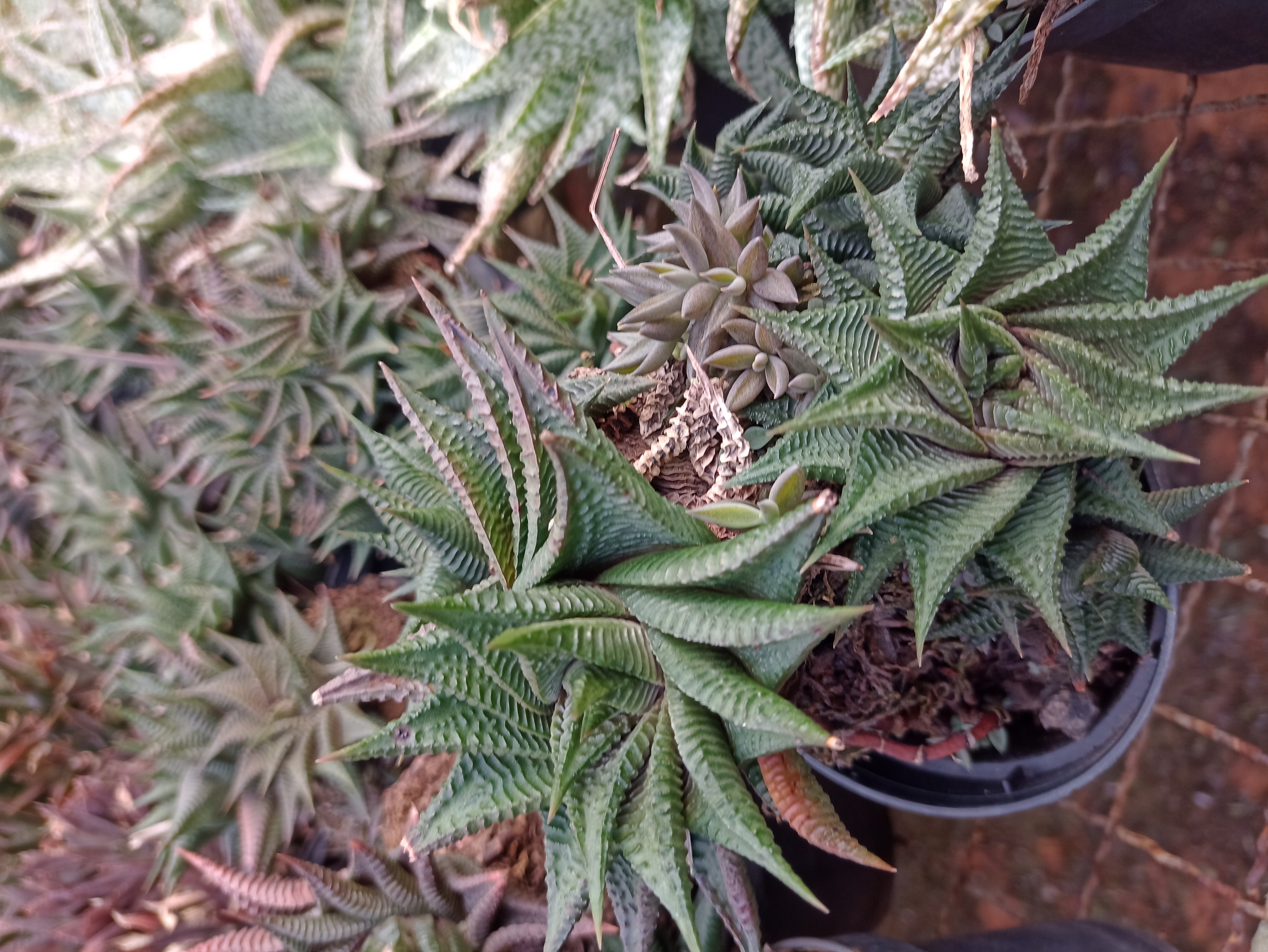 Haworthia em Vaso