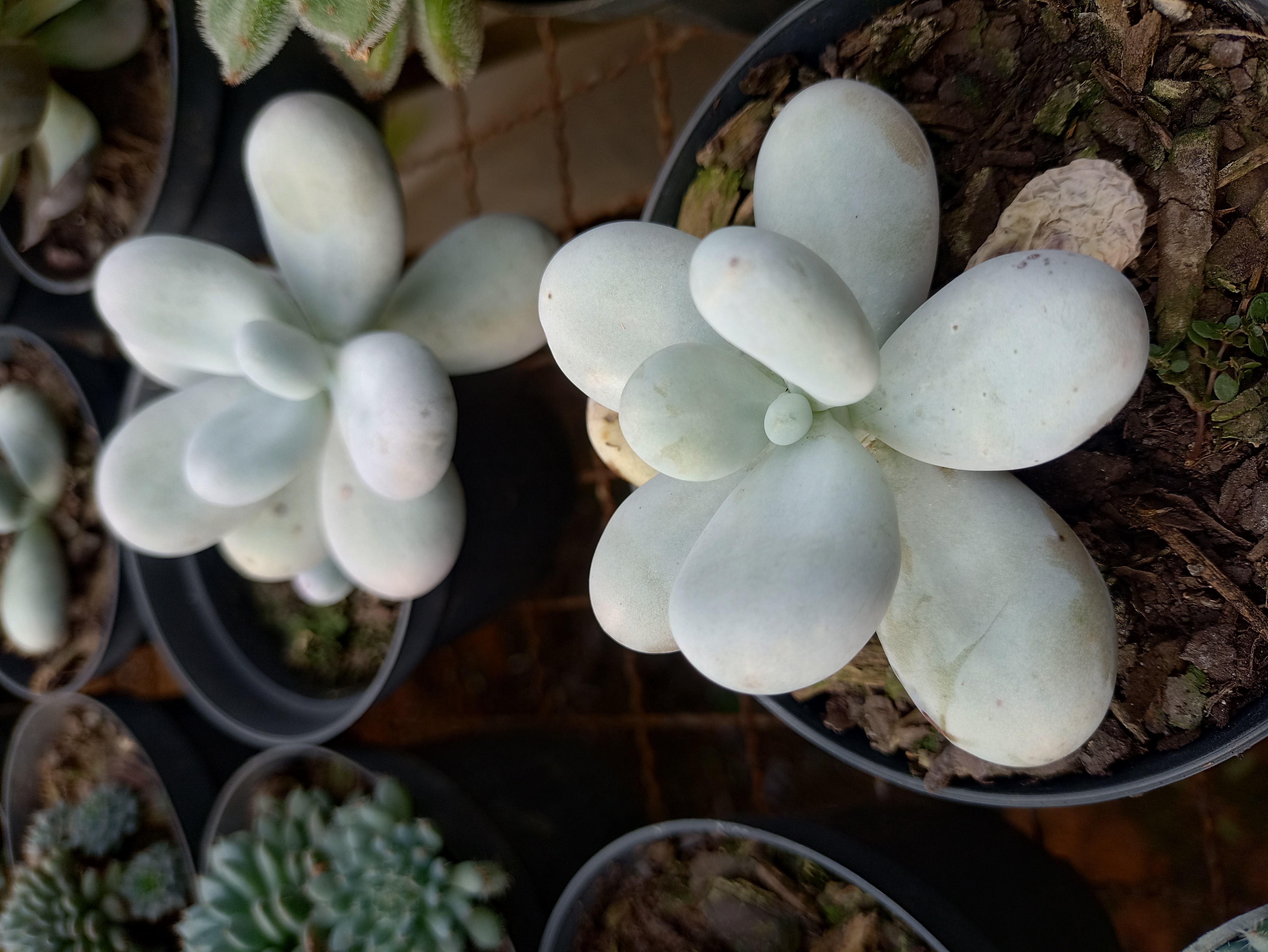 Suculenta Pachyphytum Oviferum