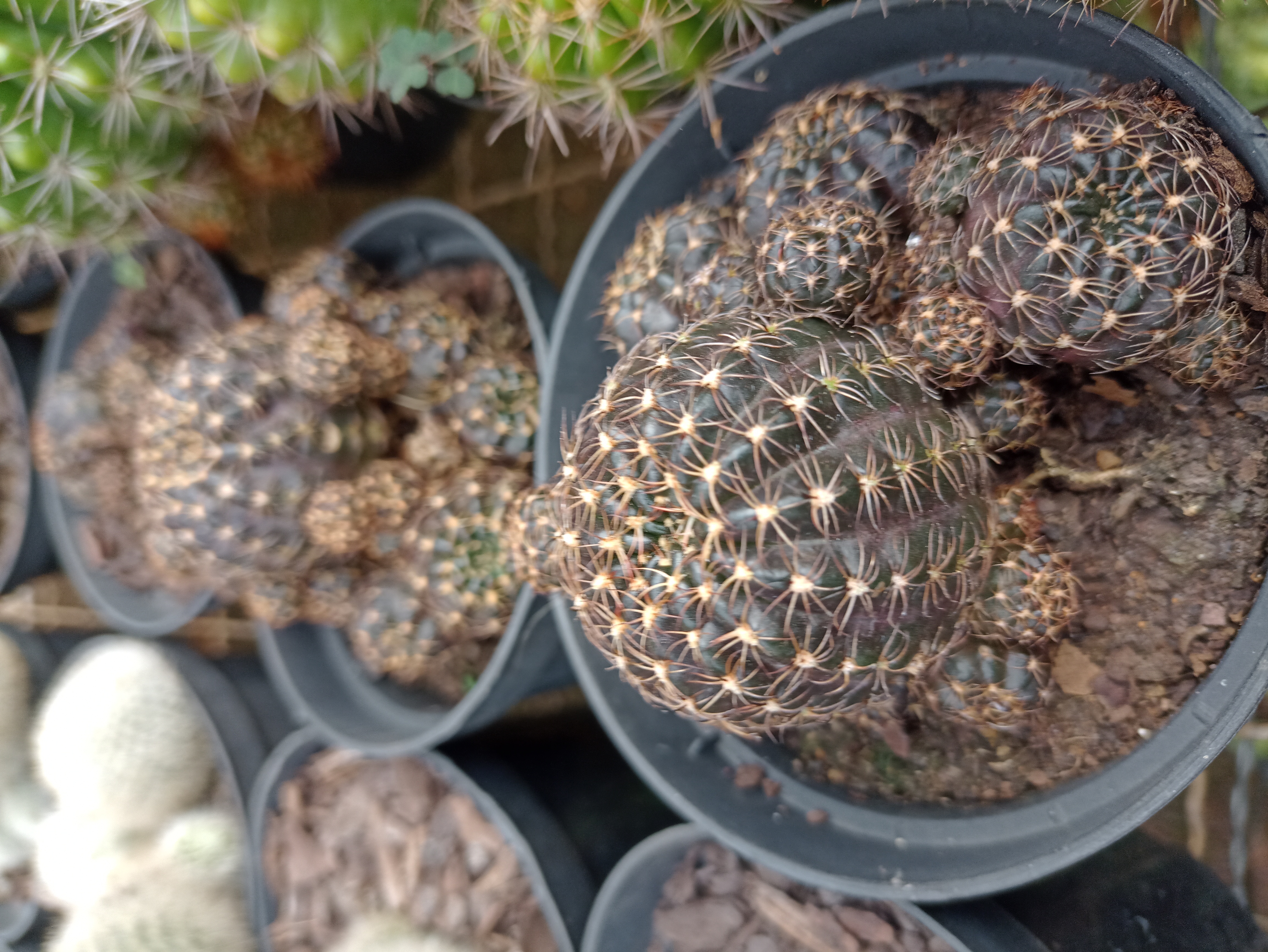 Cacto Gymnocalycium Marsoneri