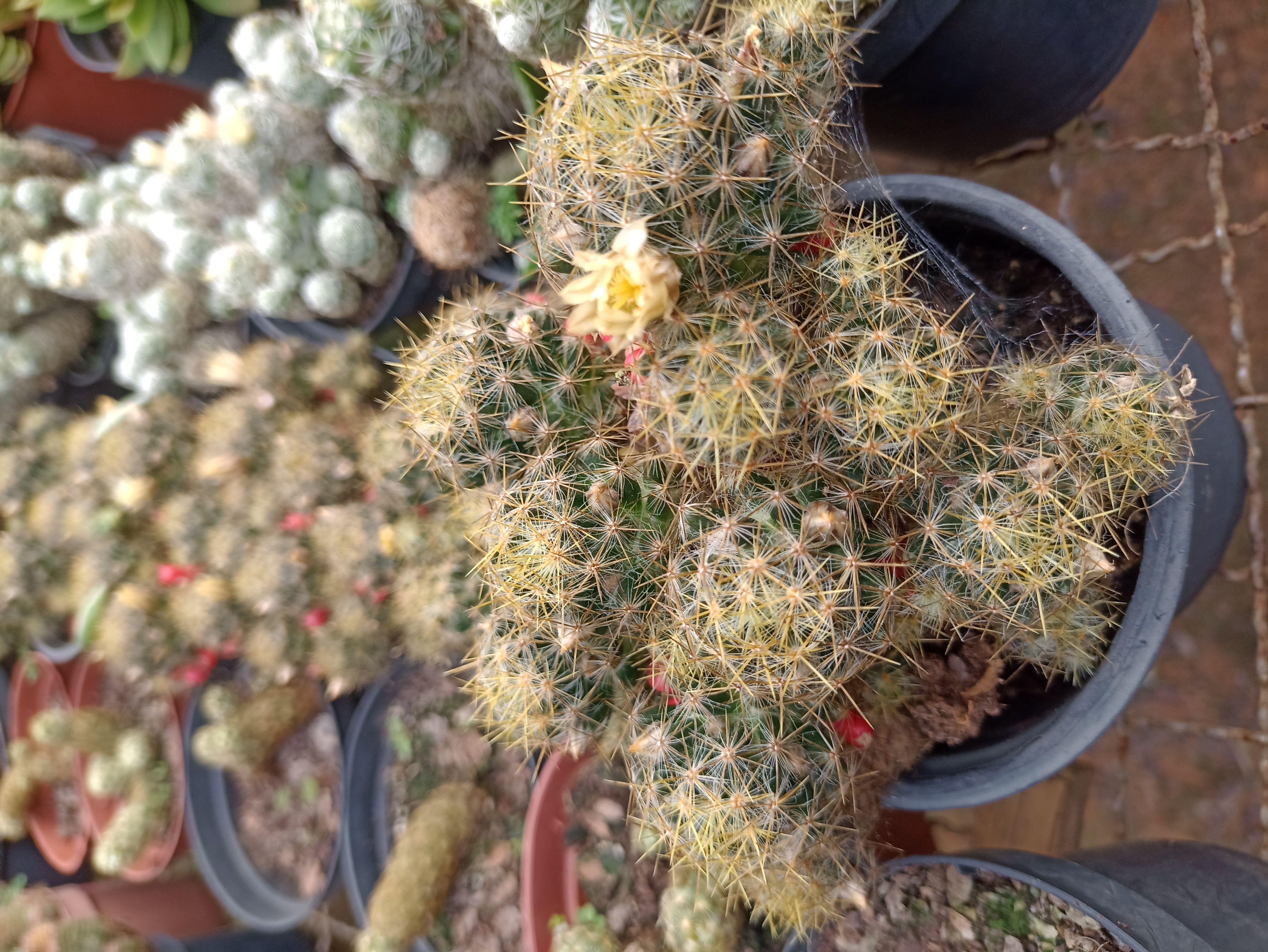Cacto Mammillaria