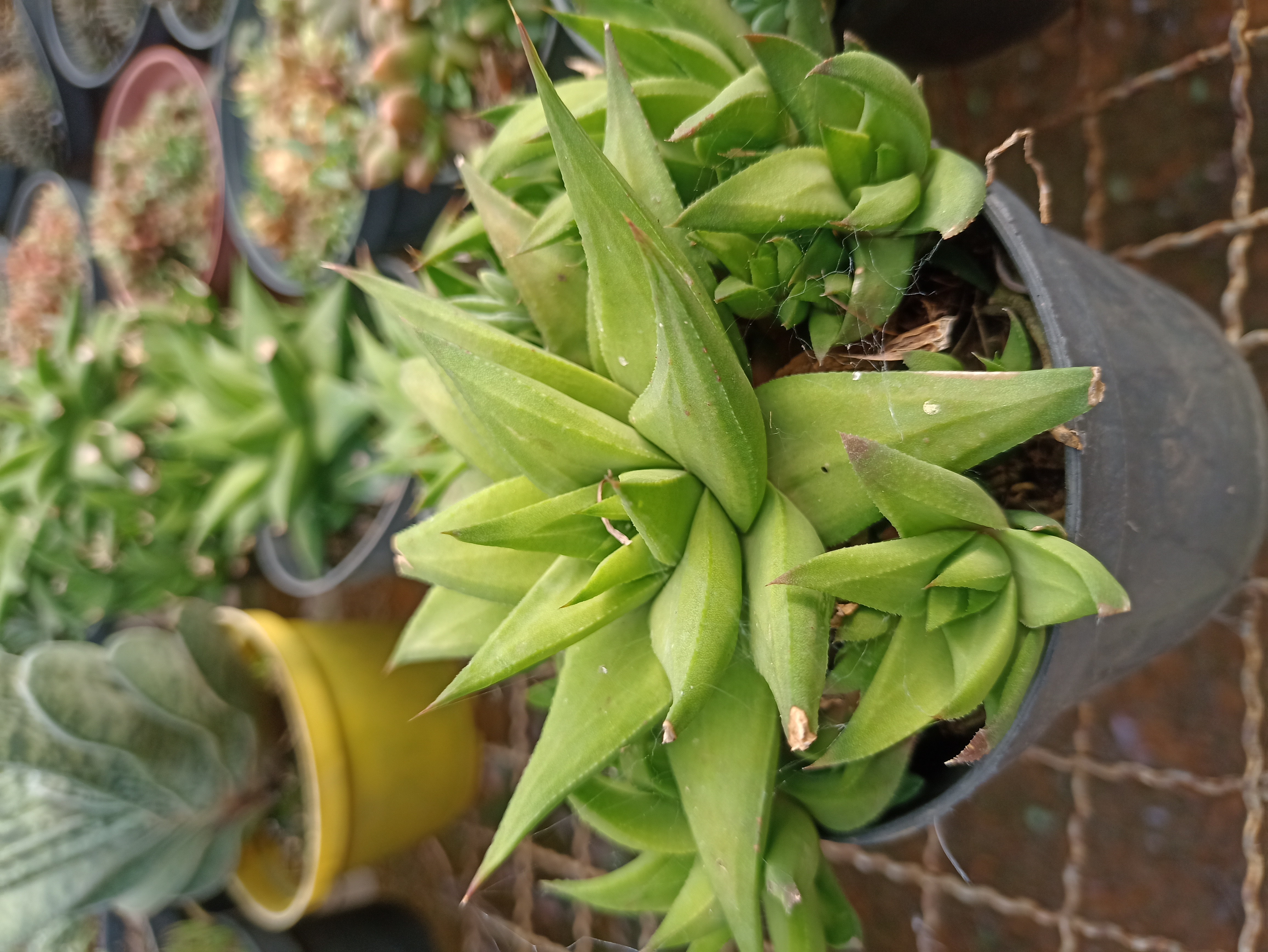 Haworthia em Vaso
