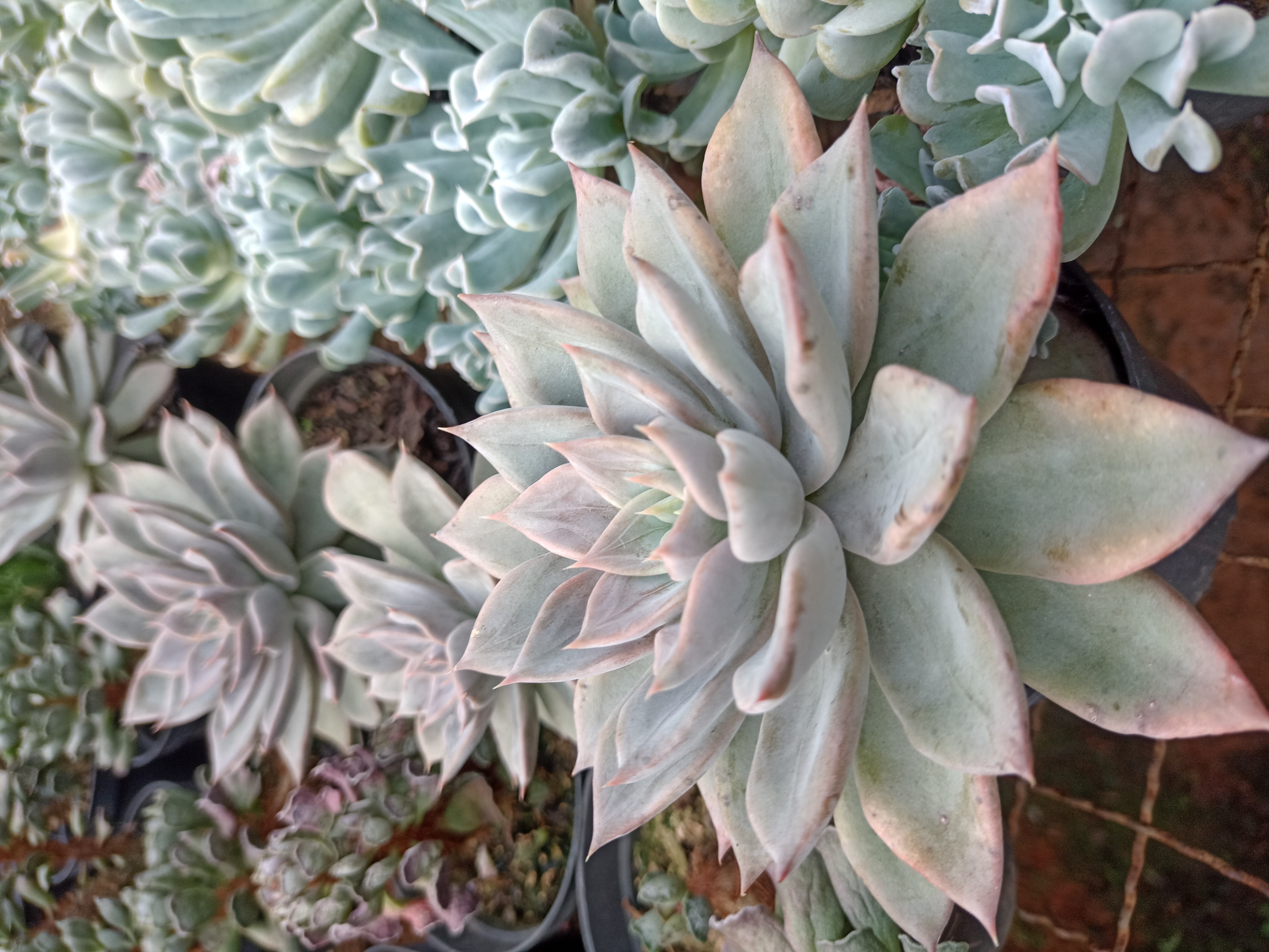 Suculenta Echeveria