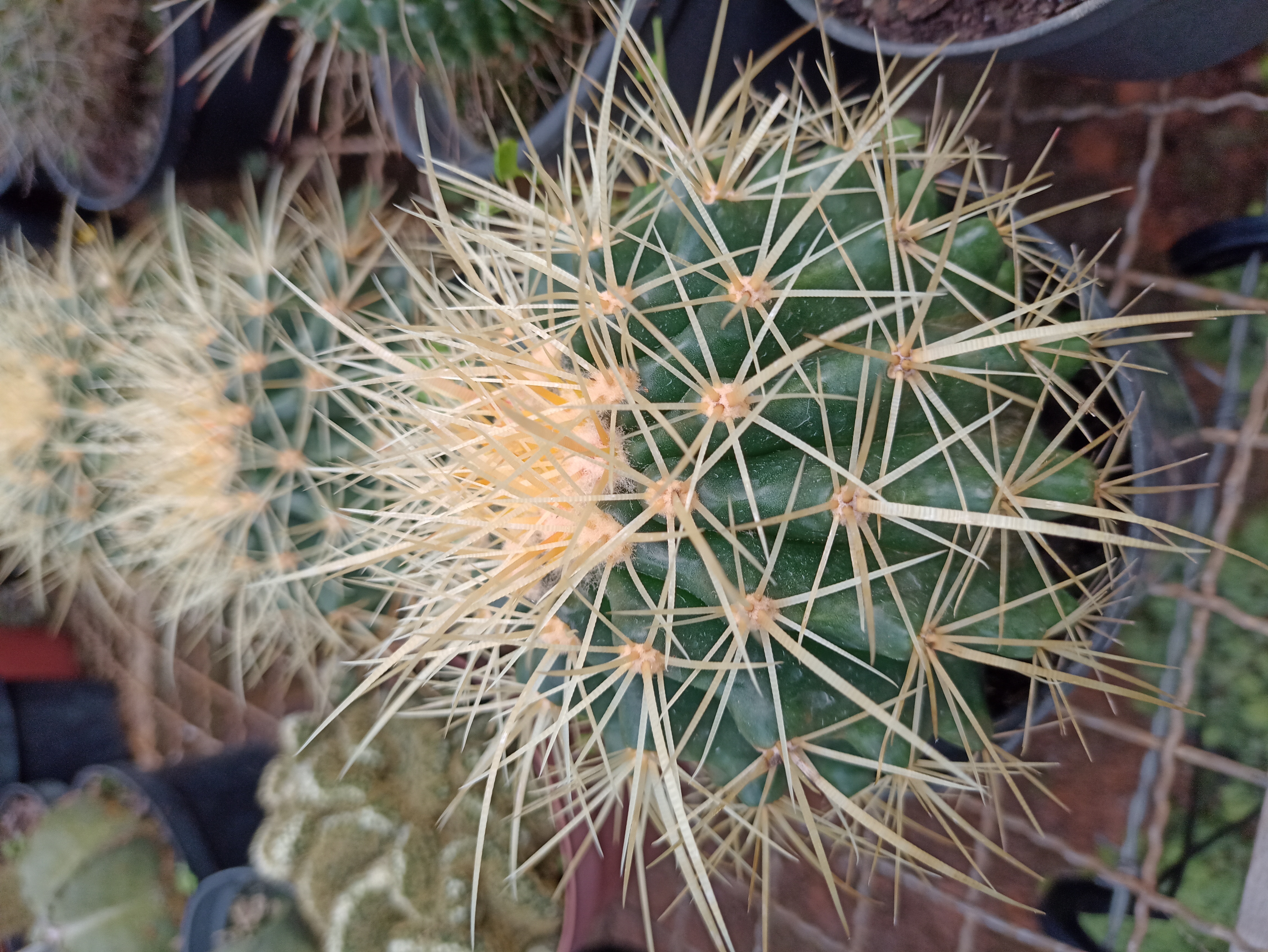 Cacto Bola com Espinhos