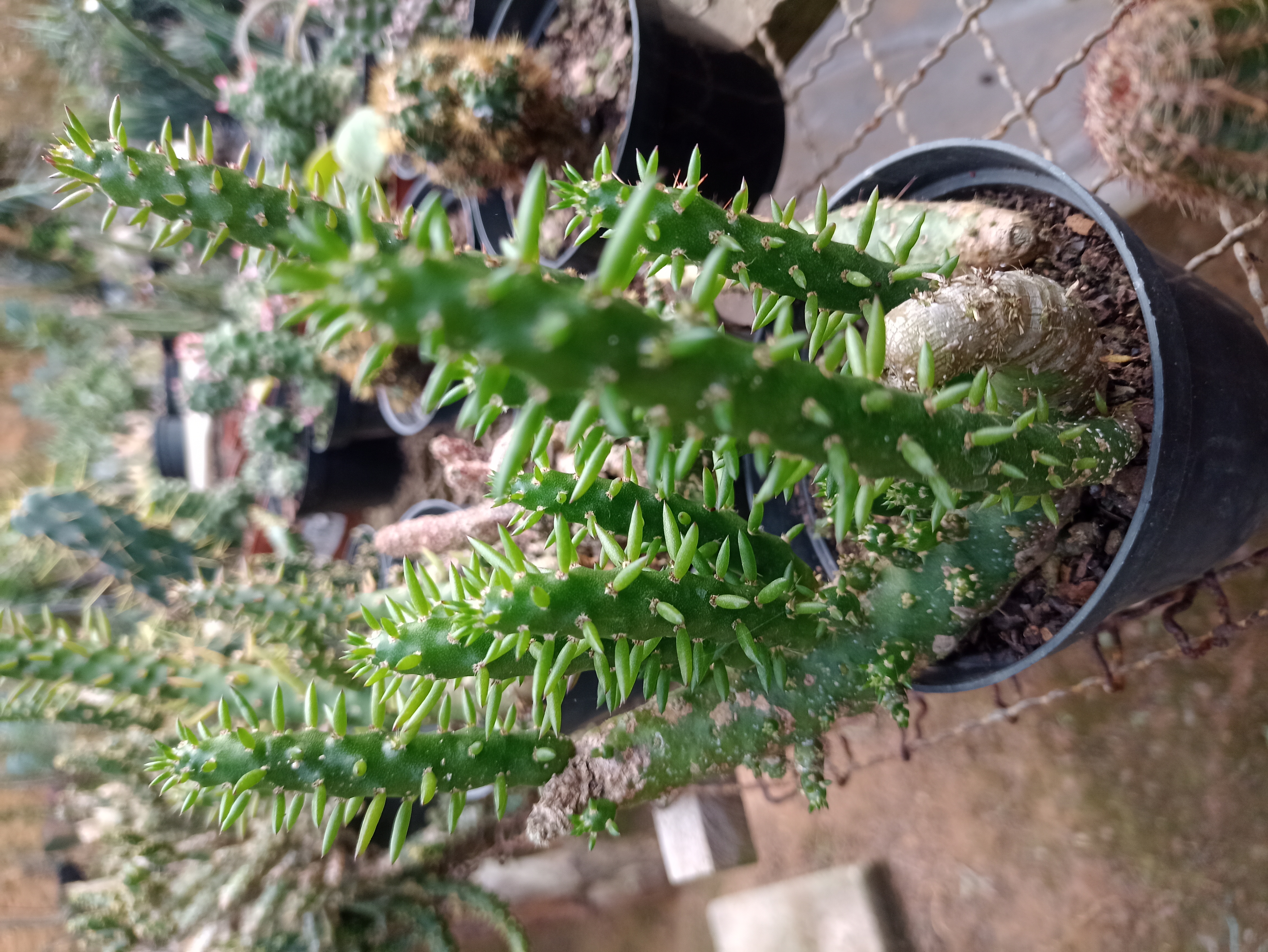 Cacto Espiral em Vaso