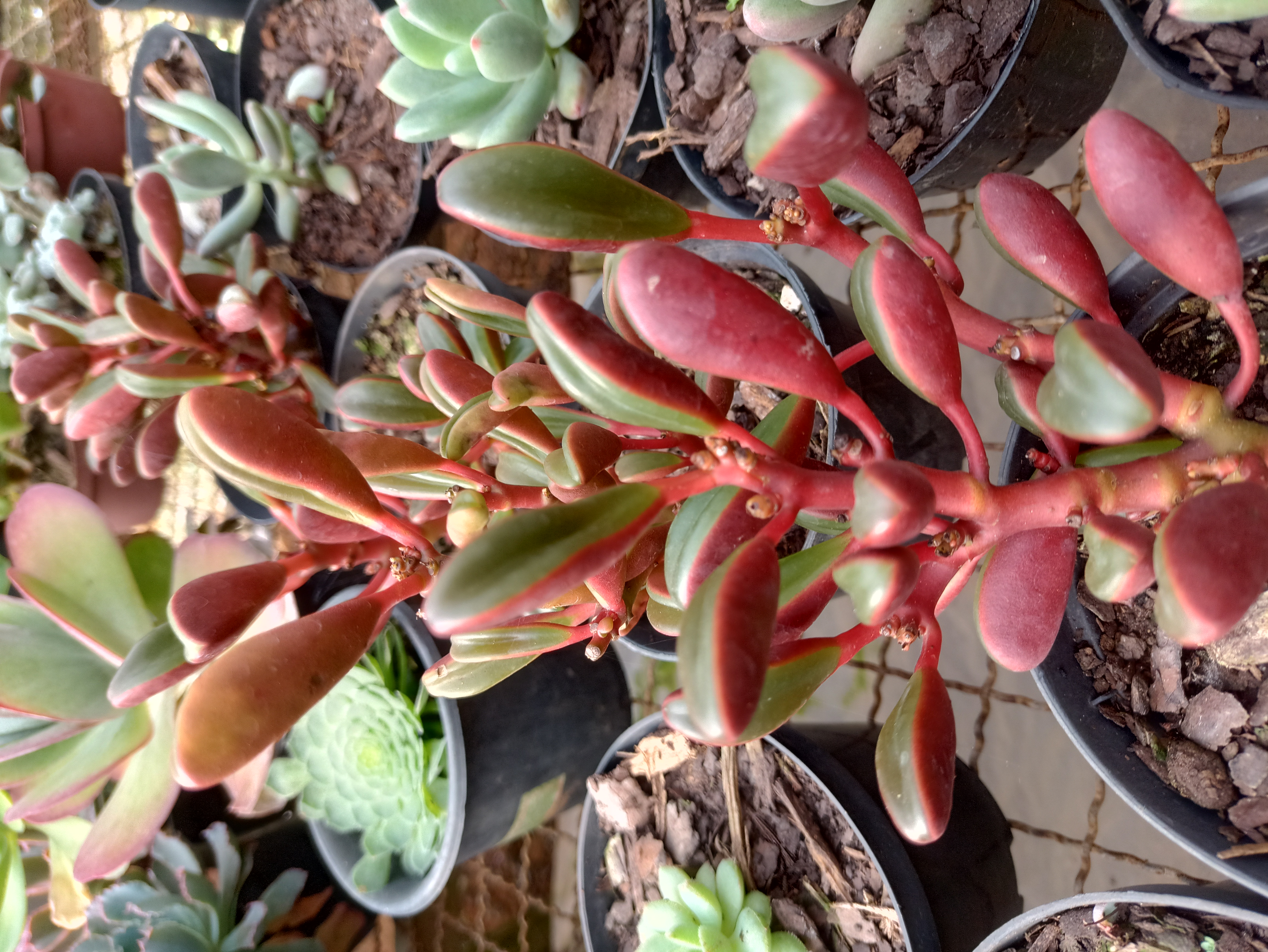 Suculenta Jade Vermelha