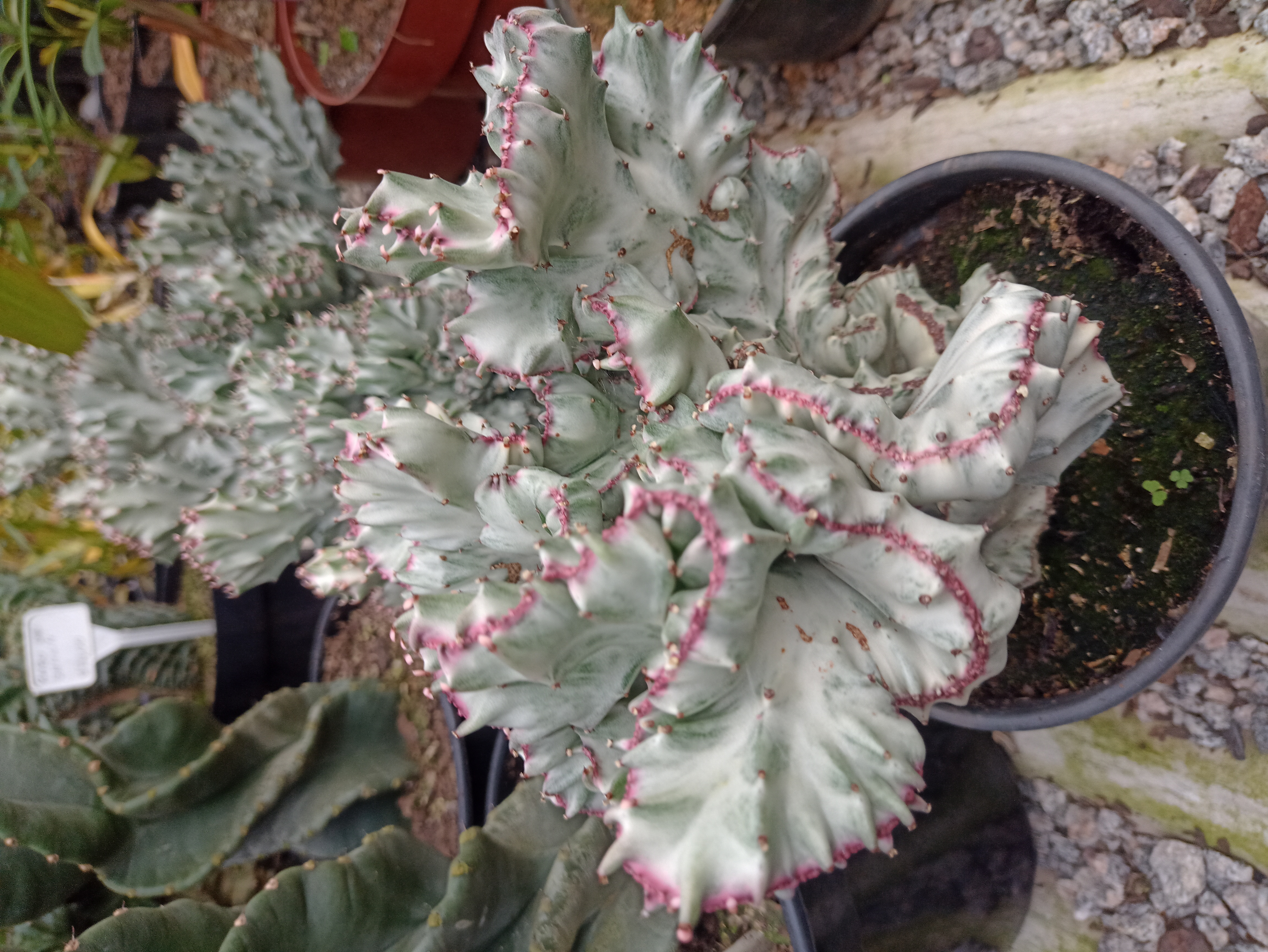 Cacto Euphorbia Lactea Cristata
