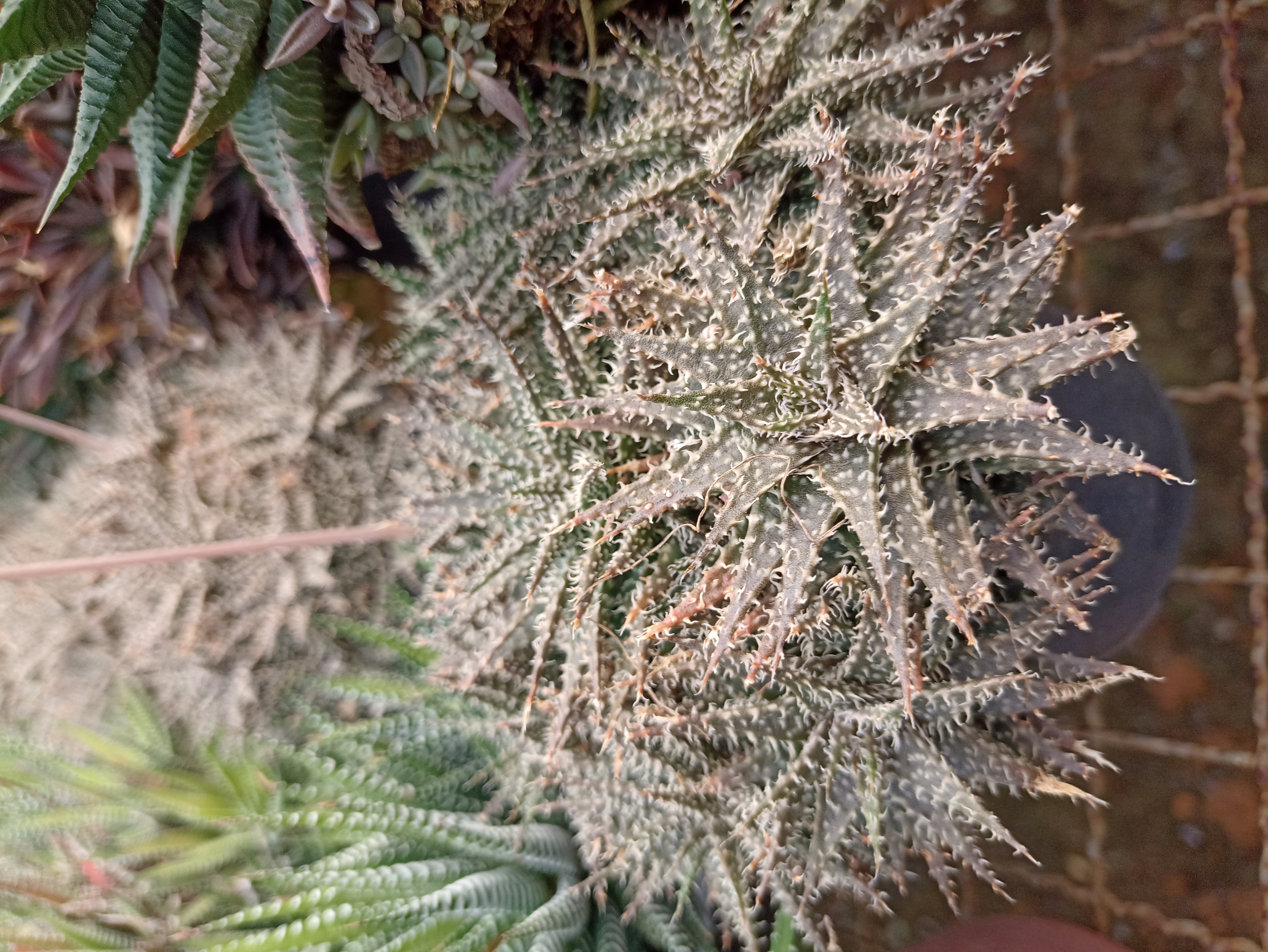 Bromélia Dyckia