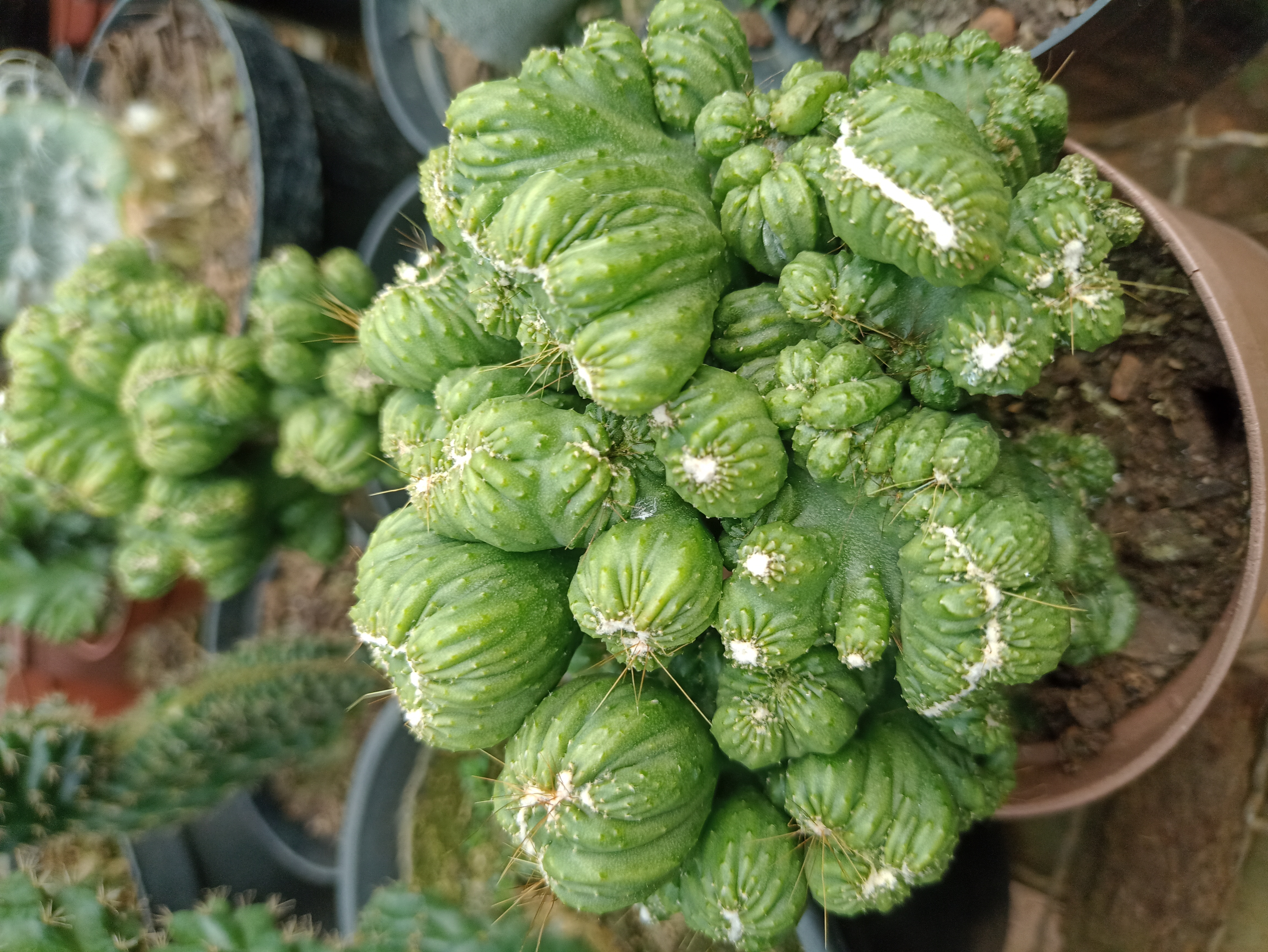 Cacto Cereus Monstruoso