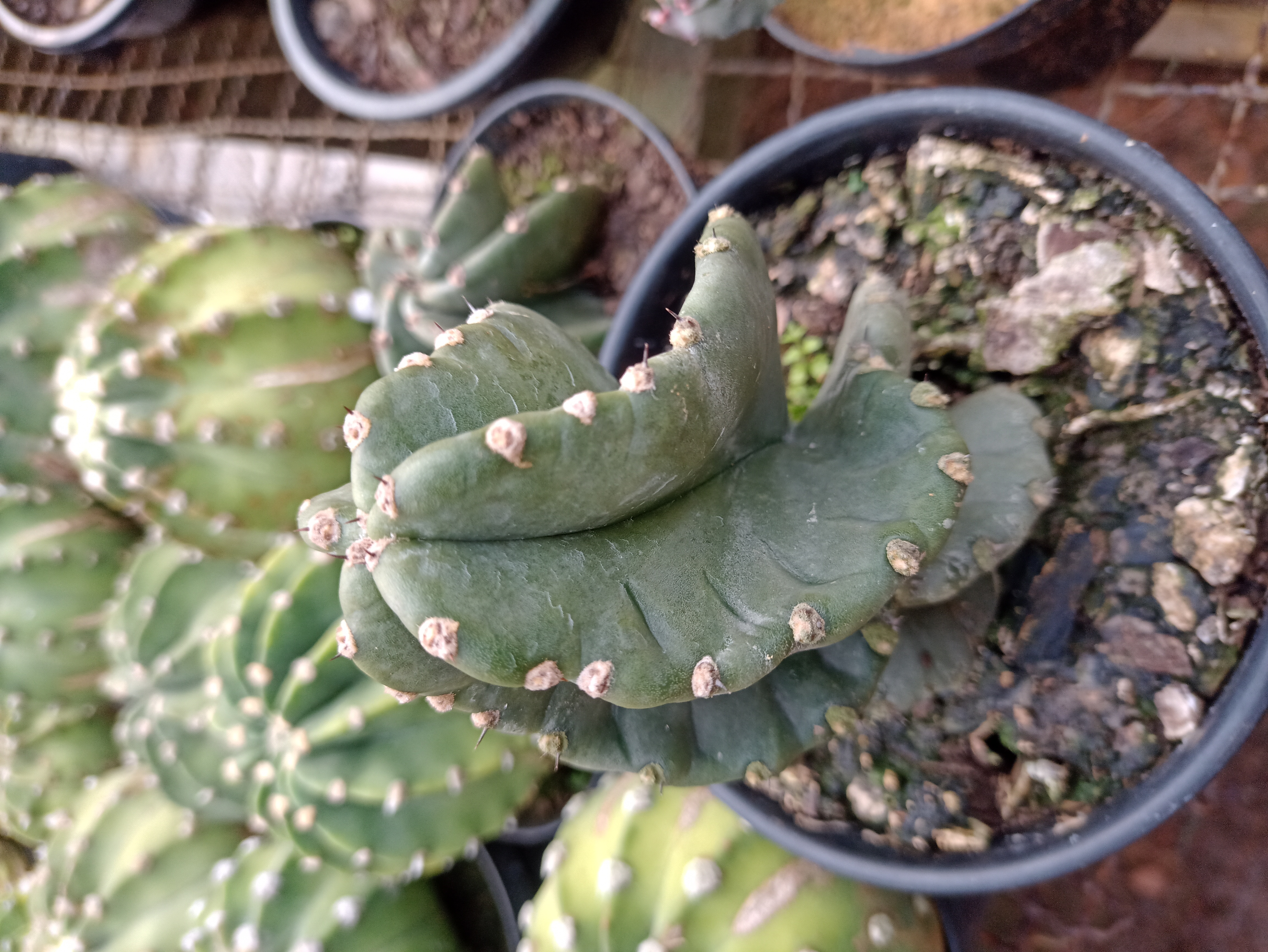 Cacto Eufórbia Crestada