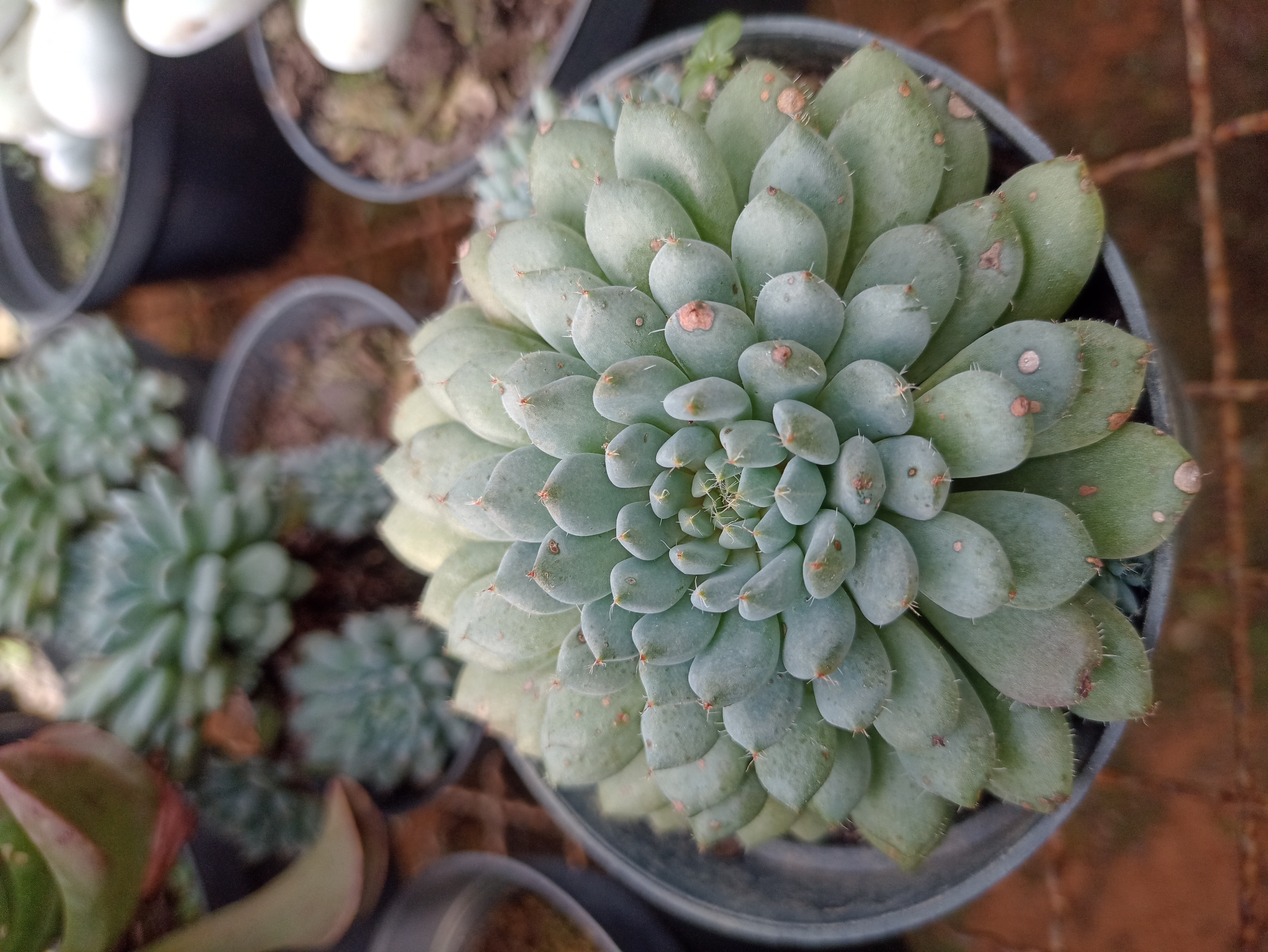 Suculenta Echeveria