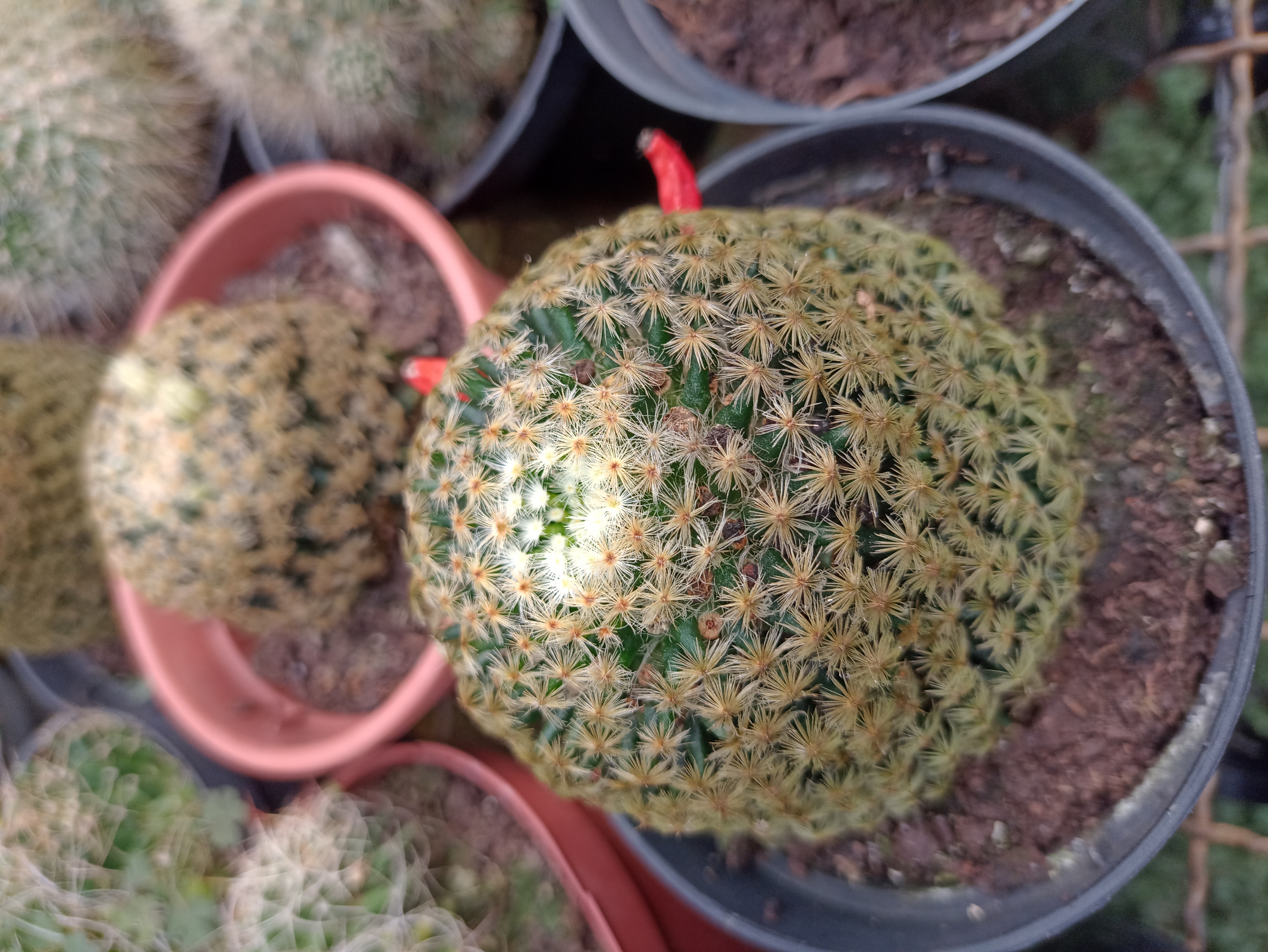 Cacto Mammillaria