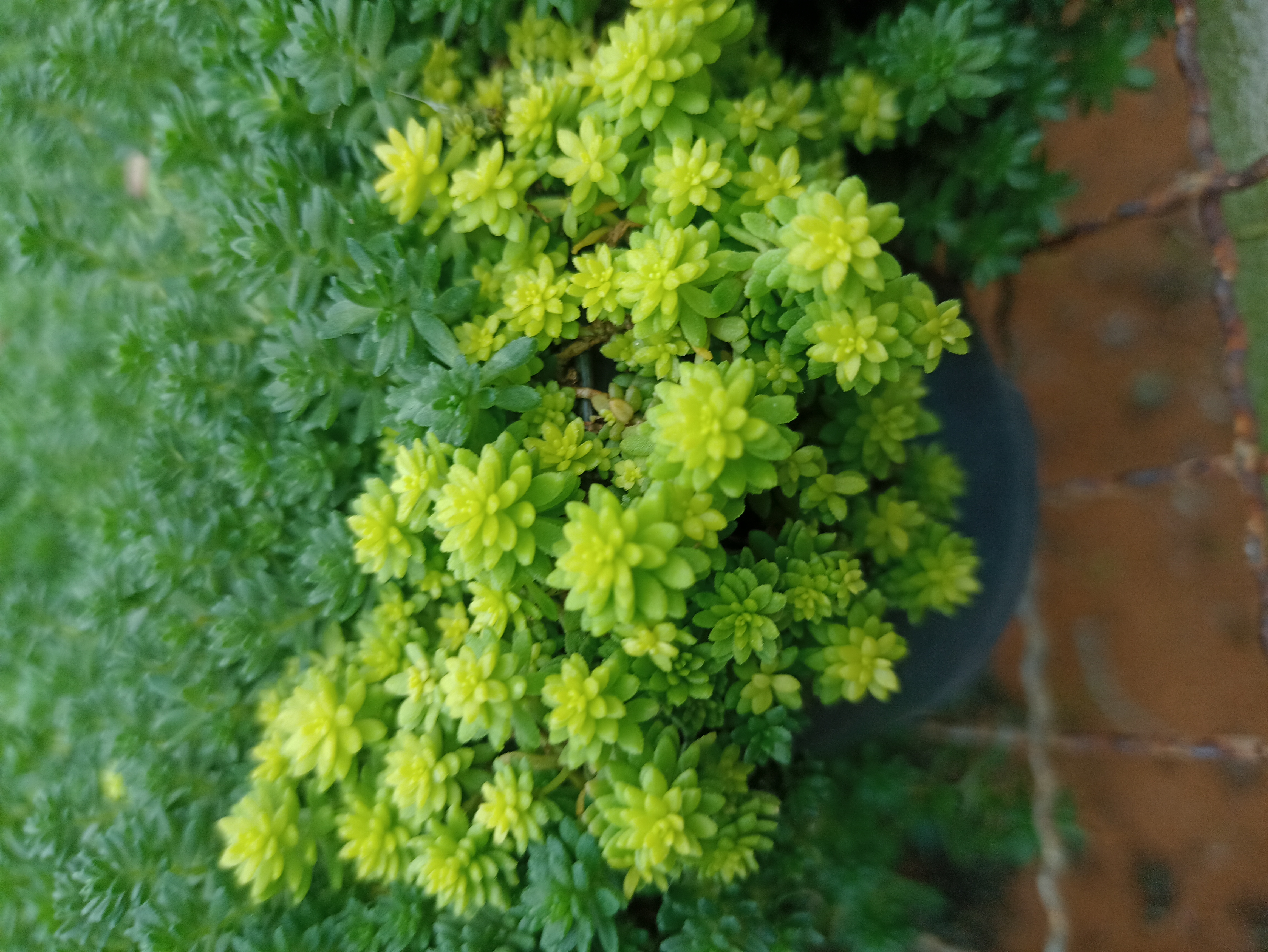 Sedum Dourado