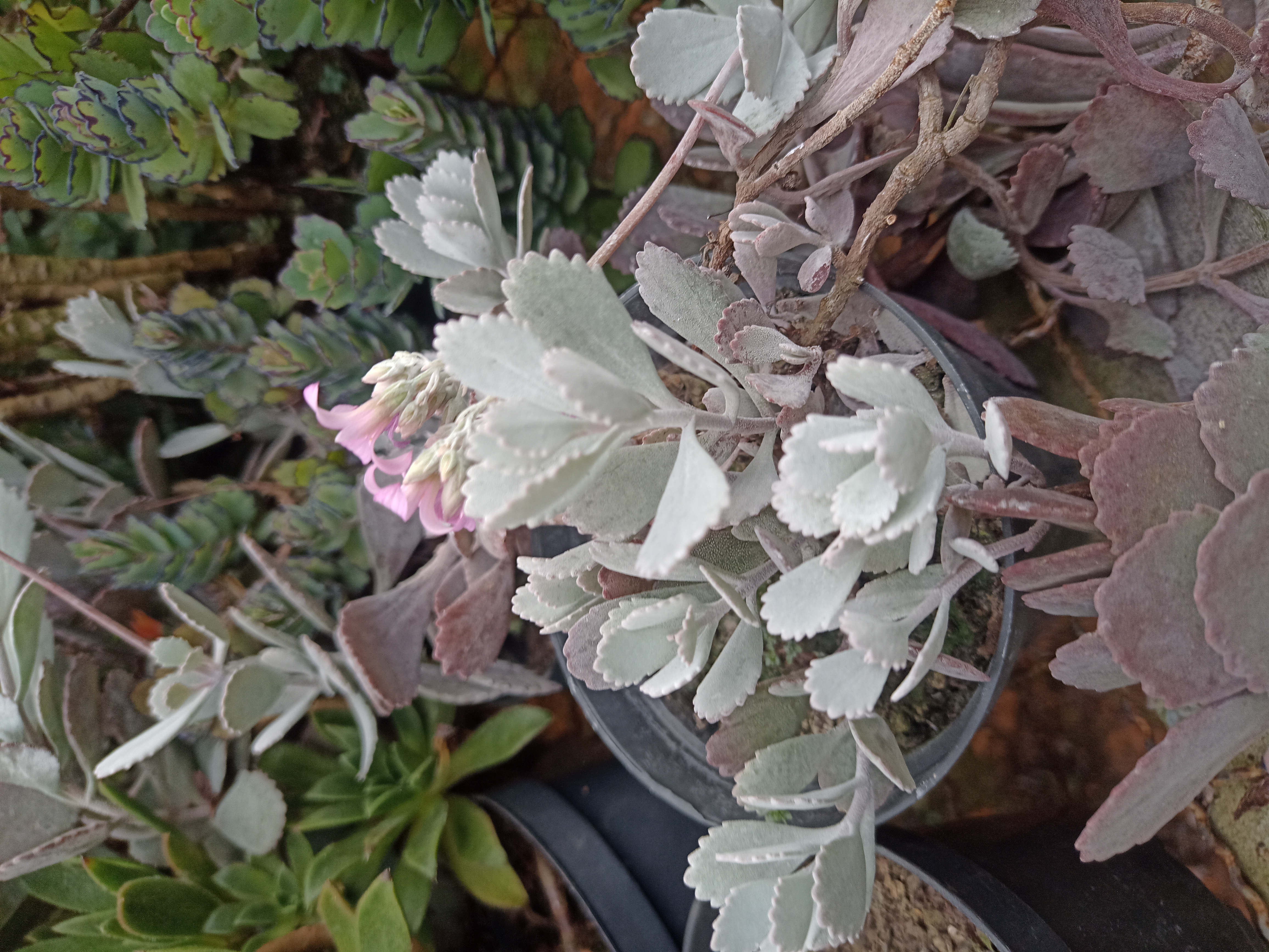 Kalanchoe Tomentosa Prateada