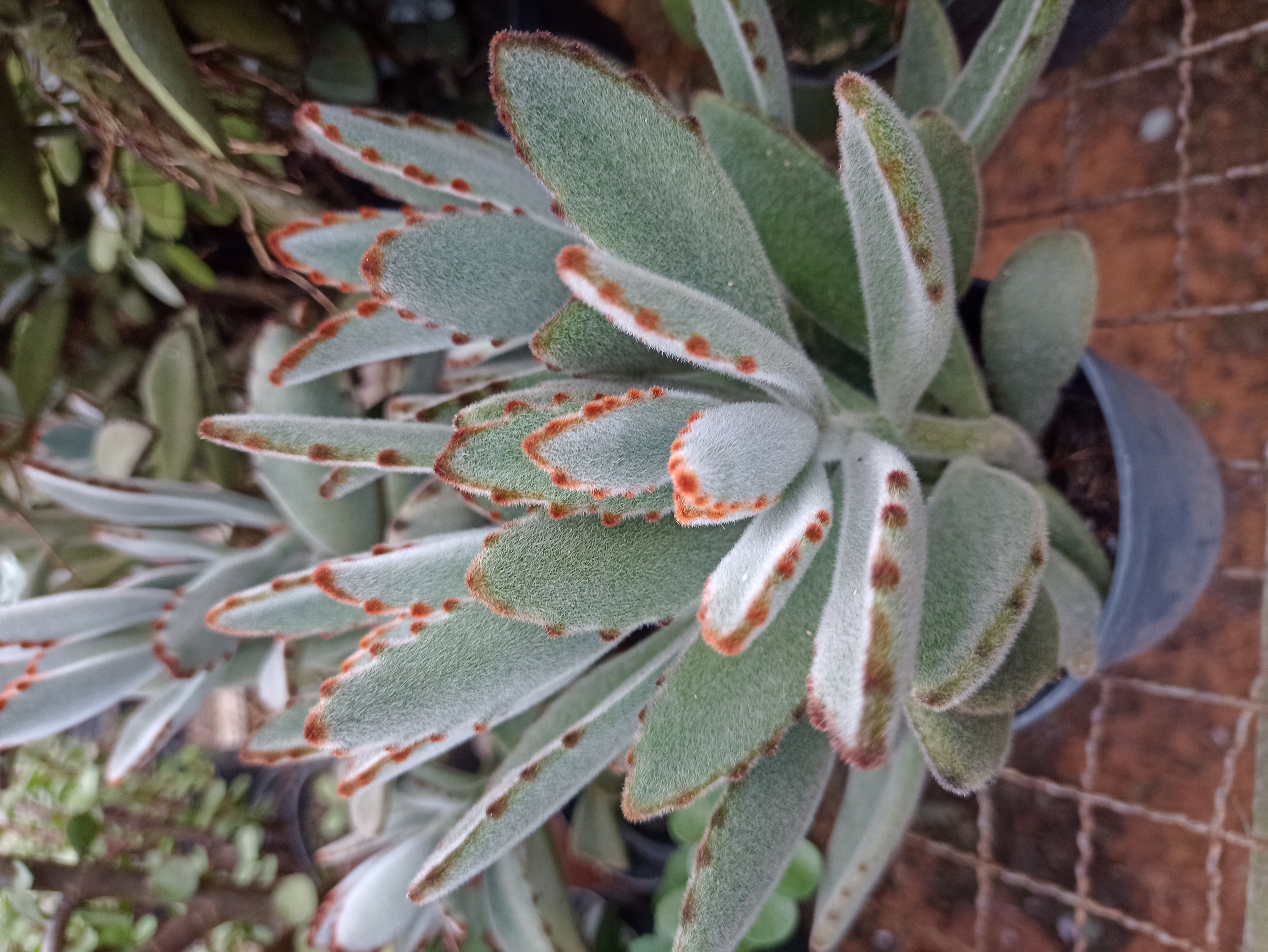 Kalanchoe Orelha de Gato