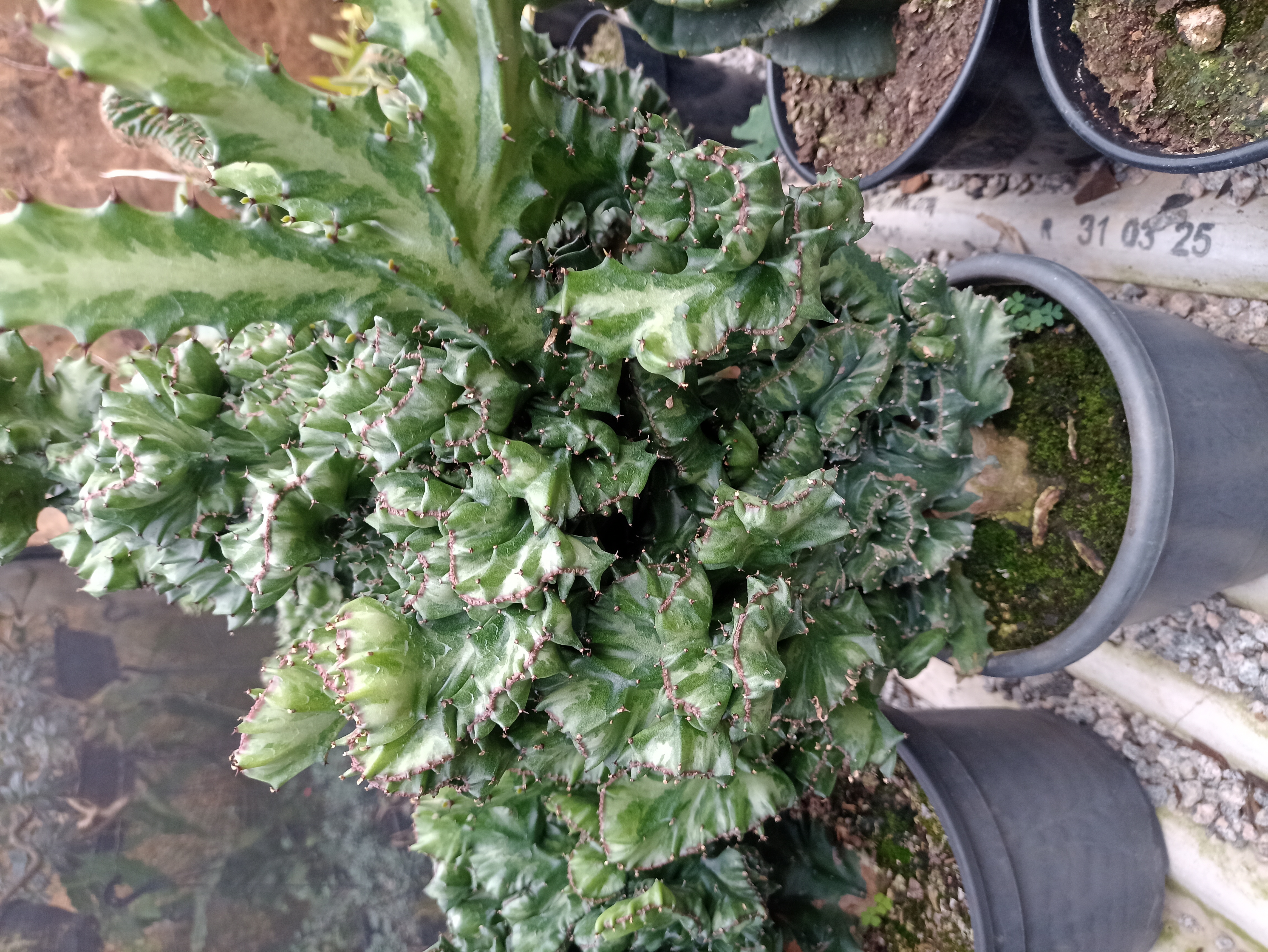 Cacto Euphorbia Cristata