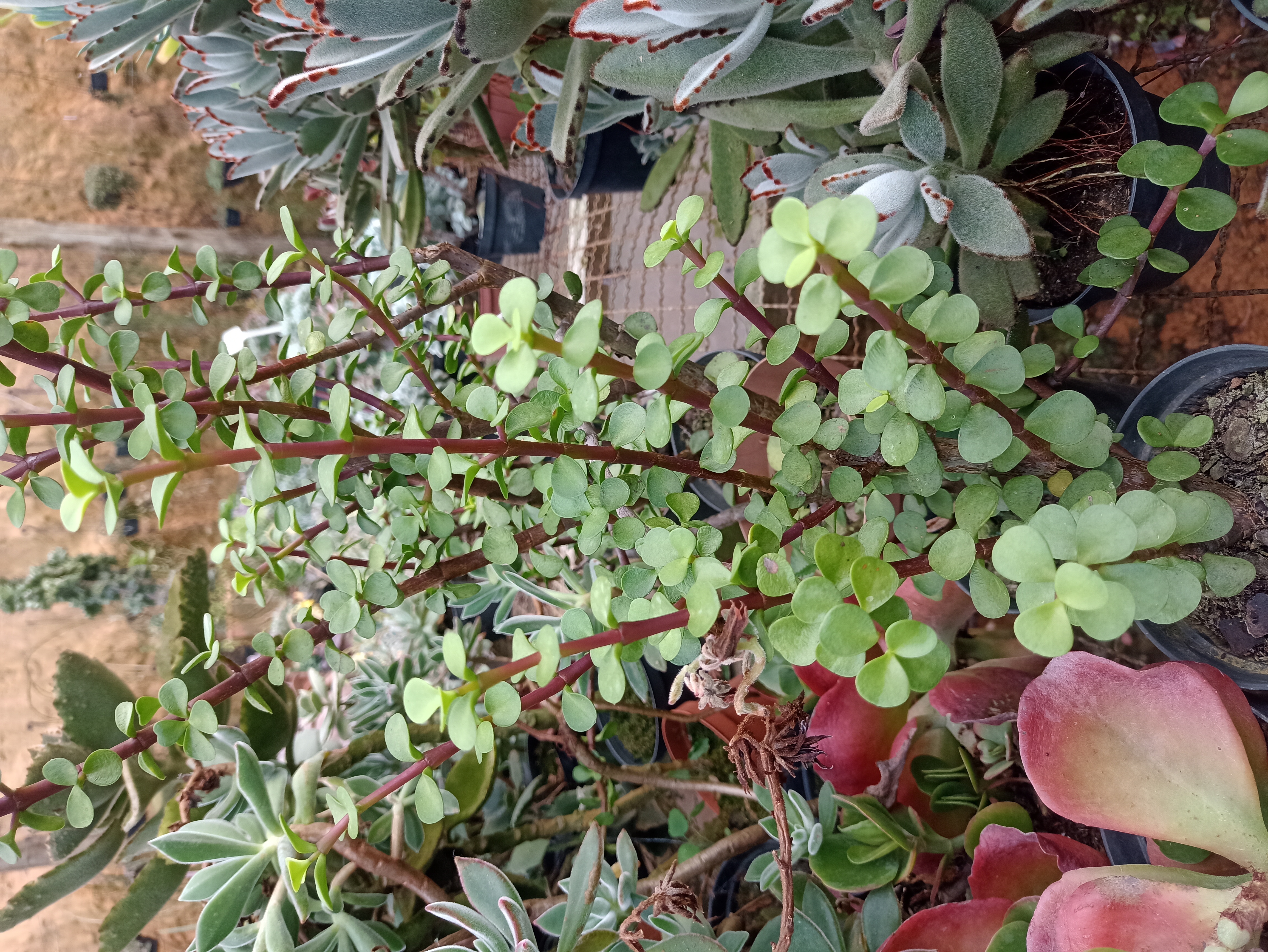 Planta Suculenta Jade Arbustiva