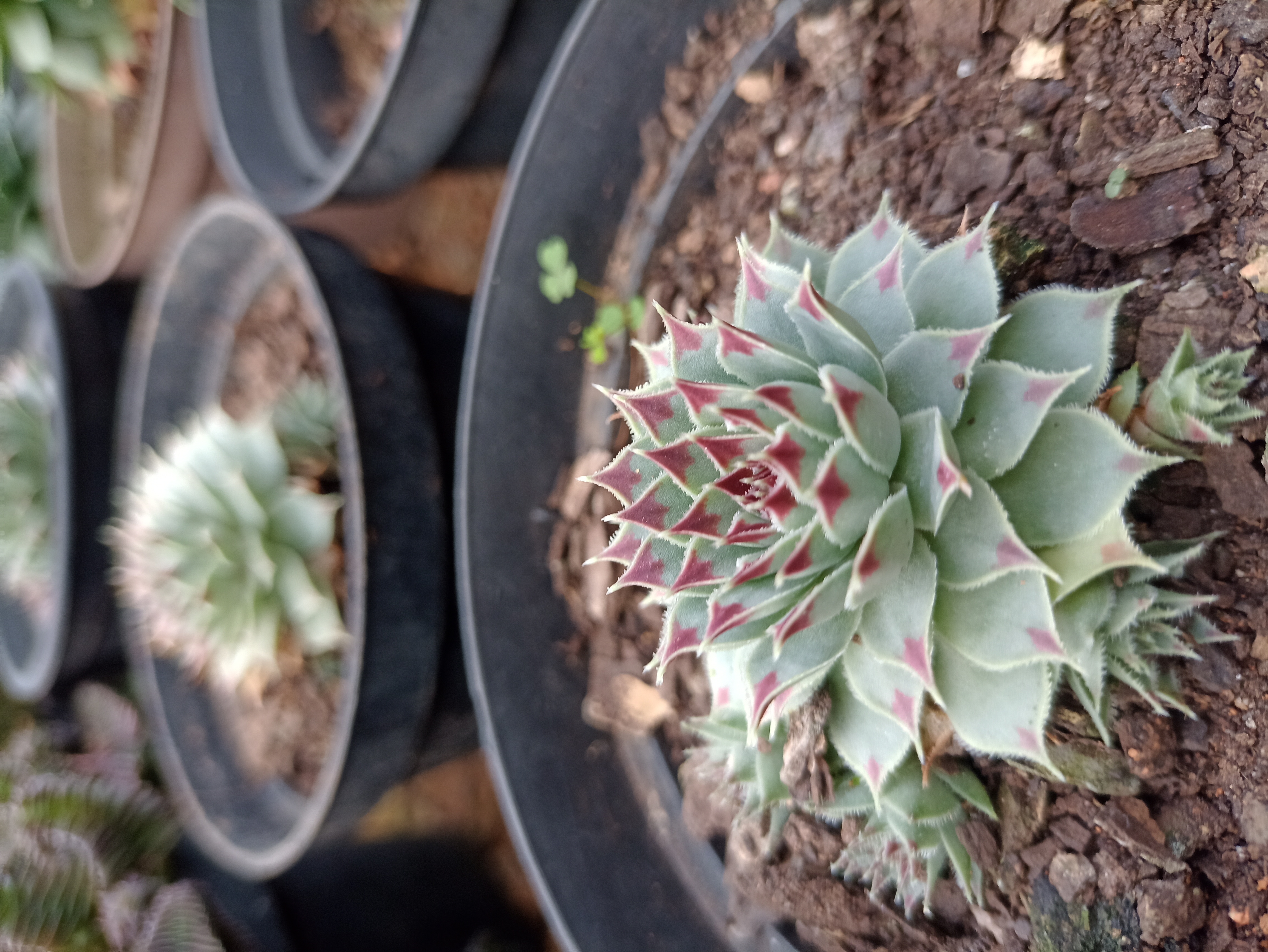 Suculenta Sempervivum