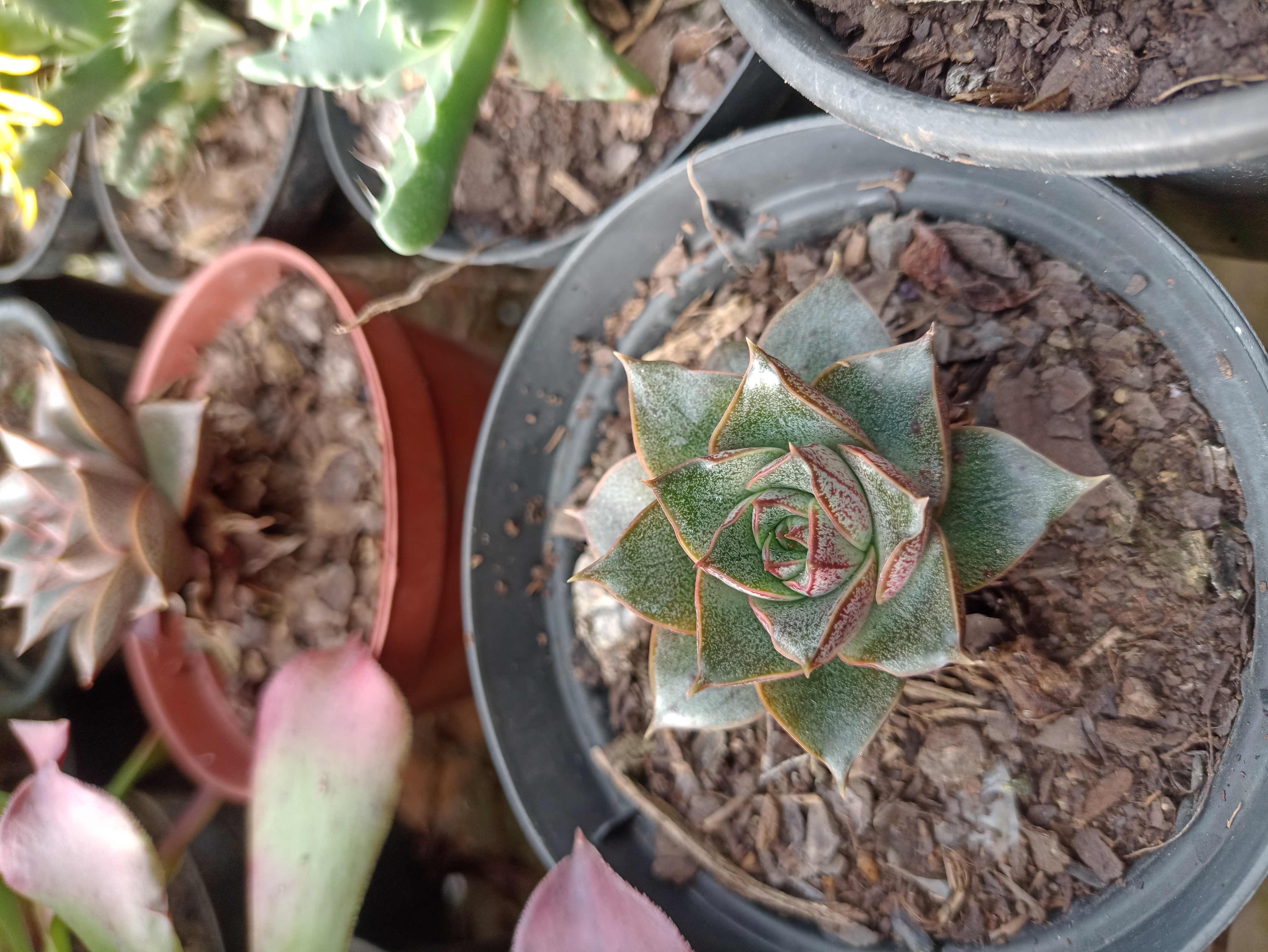 Suculenta em vaso
