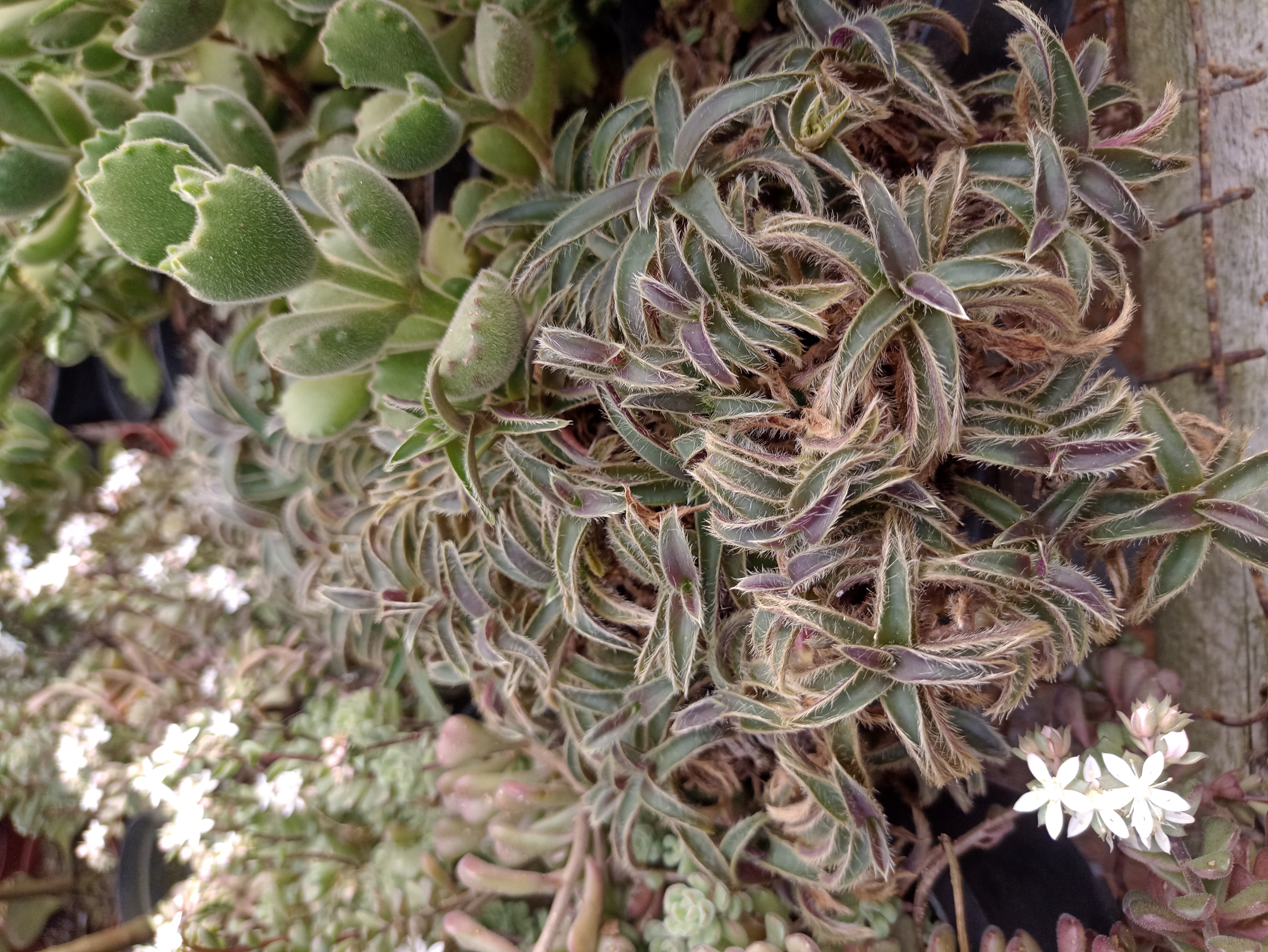 Suculenta Calandrinia