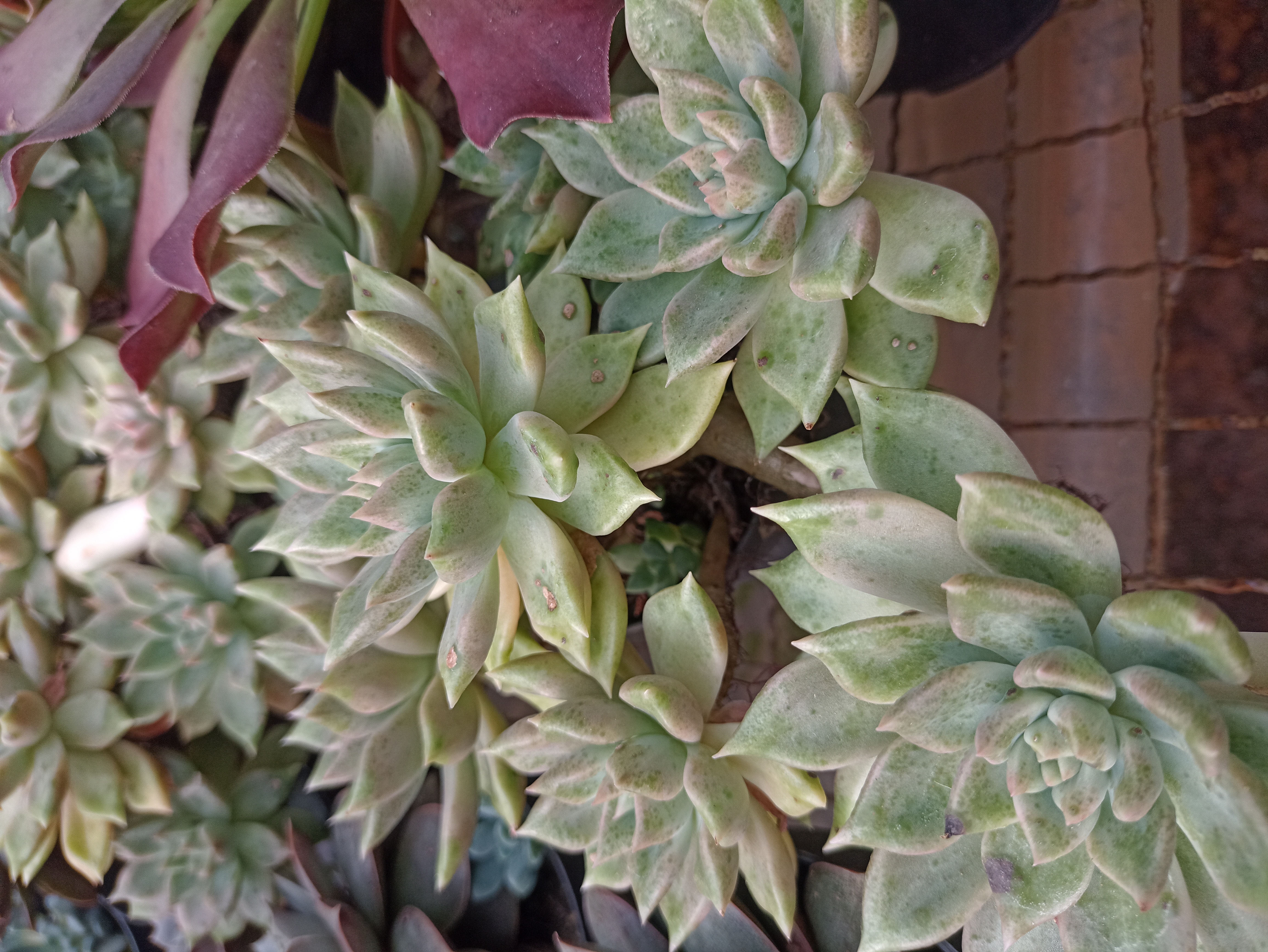 Suculentas Decorativas