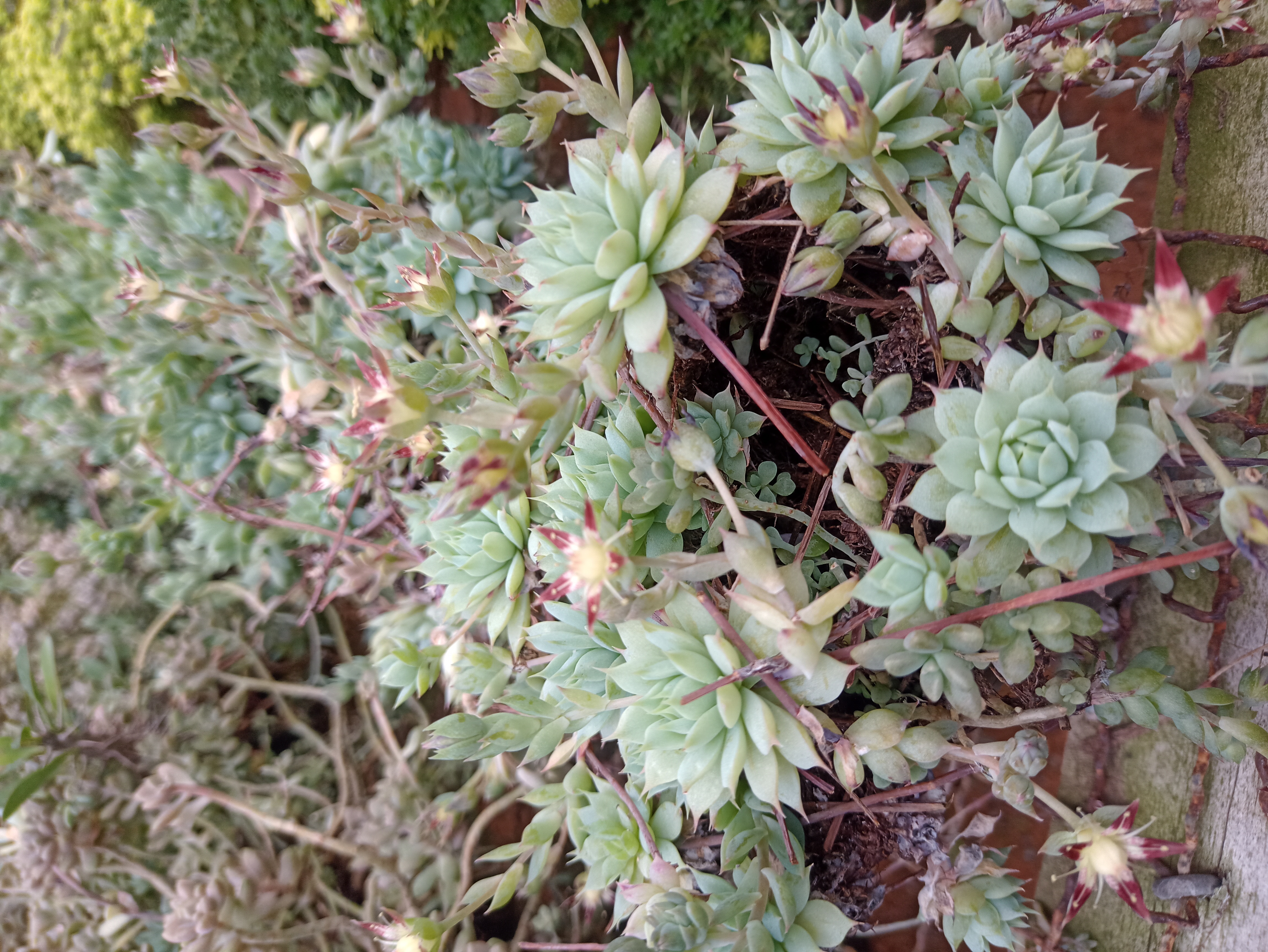 Suculenta Verde em Muda