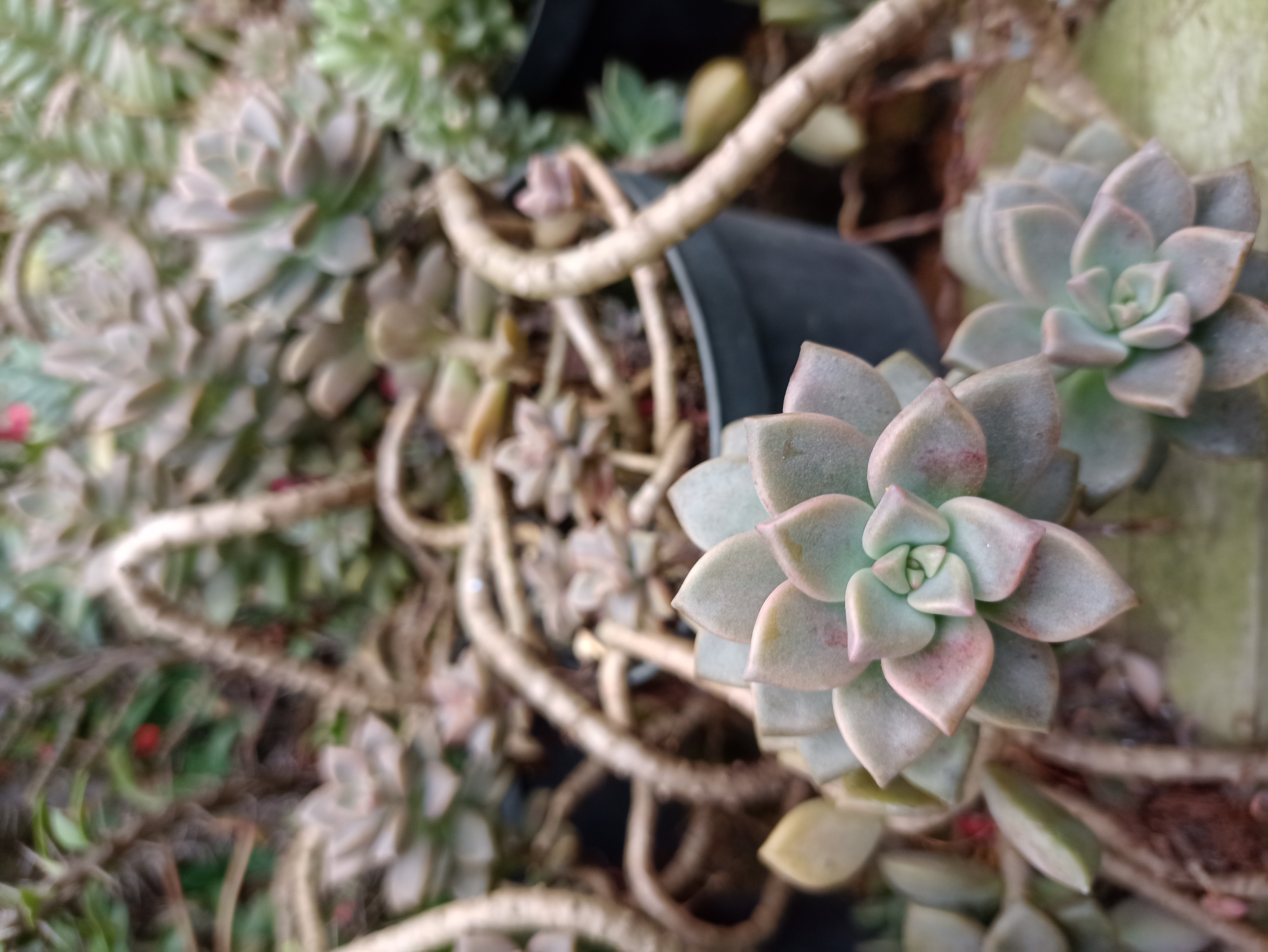 Suculenta em Vaso