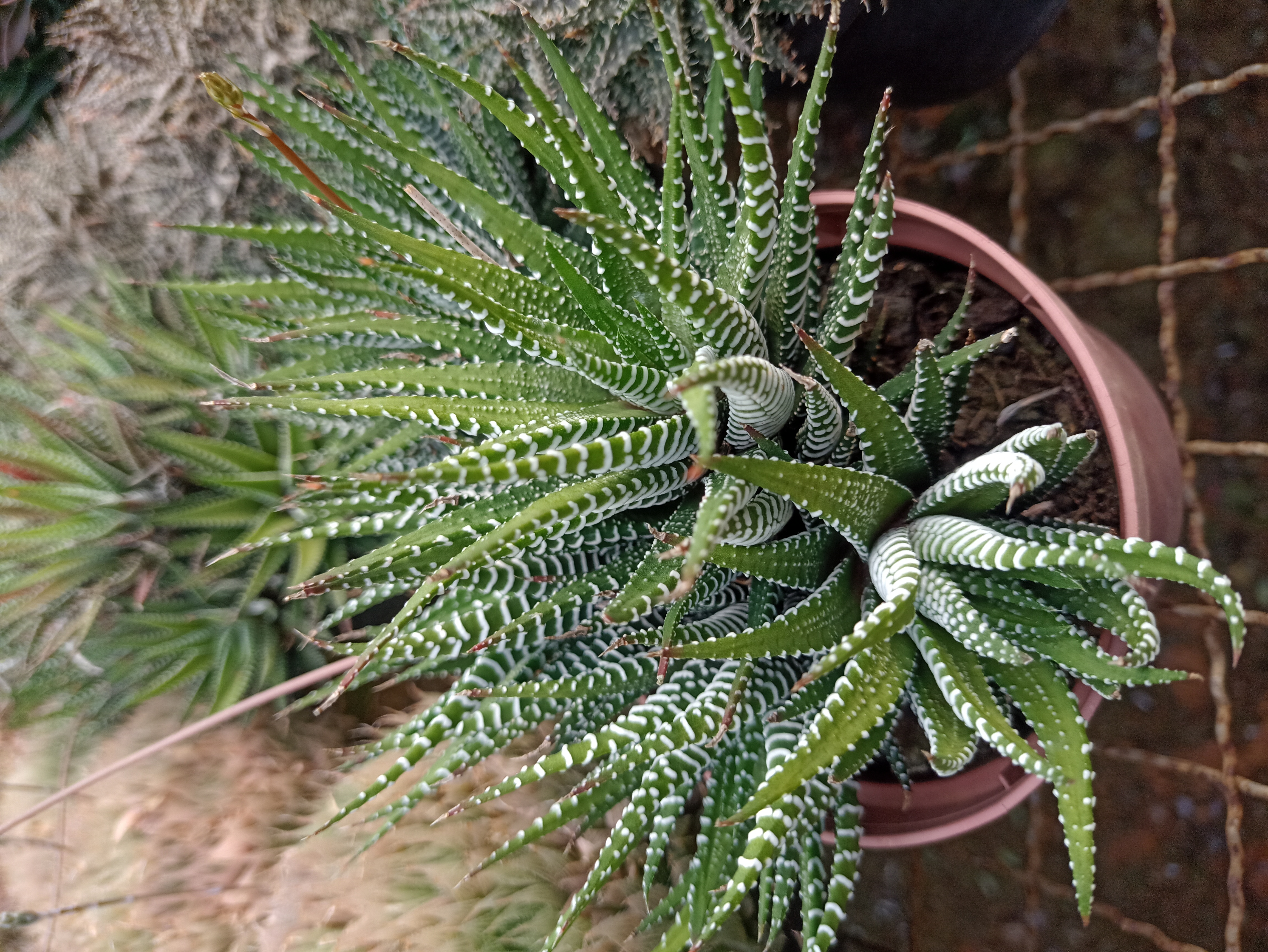 Haworthia Zebra em Vaso