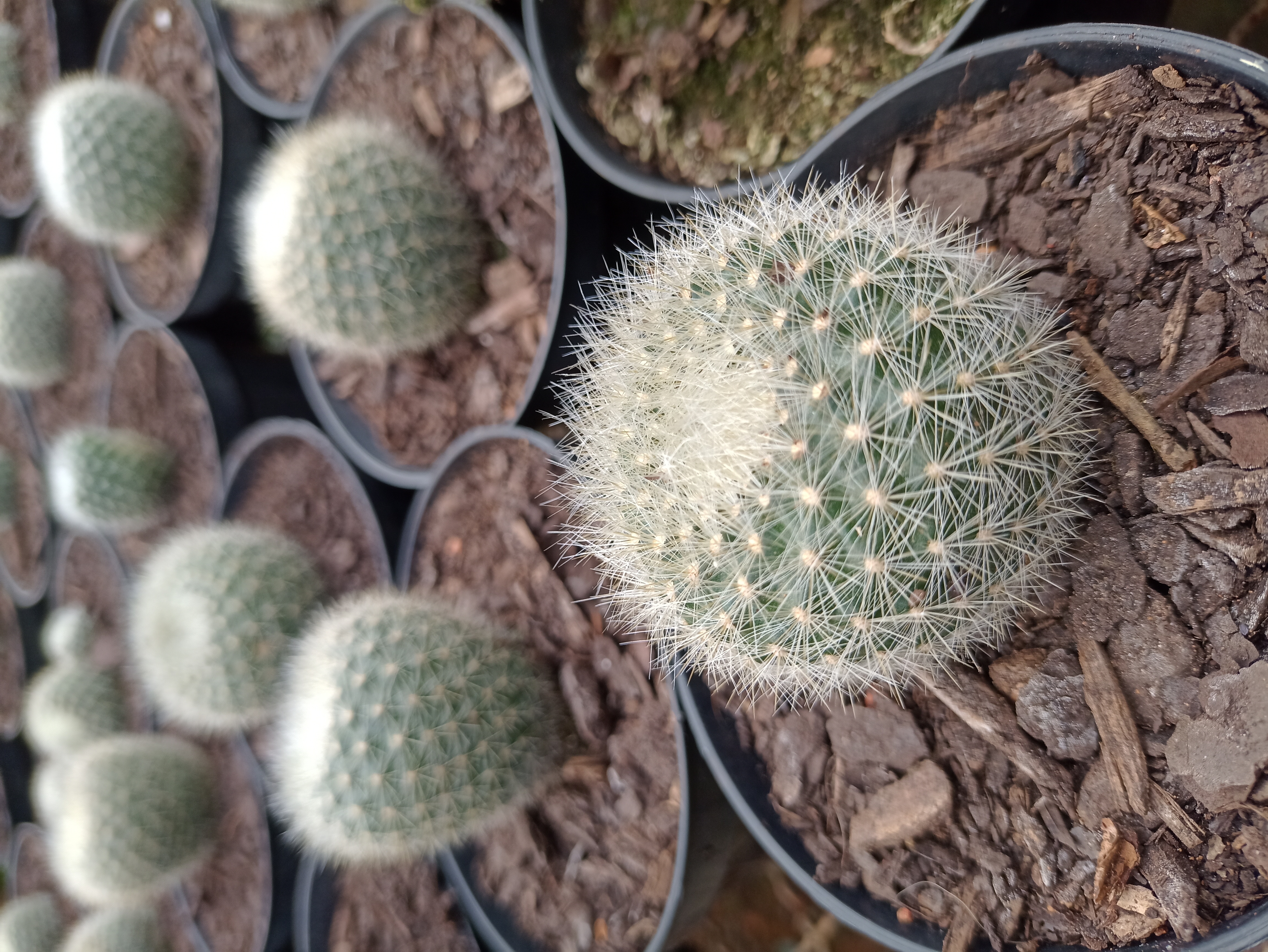 Cacto Bola Pequeno