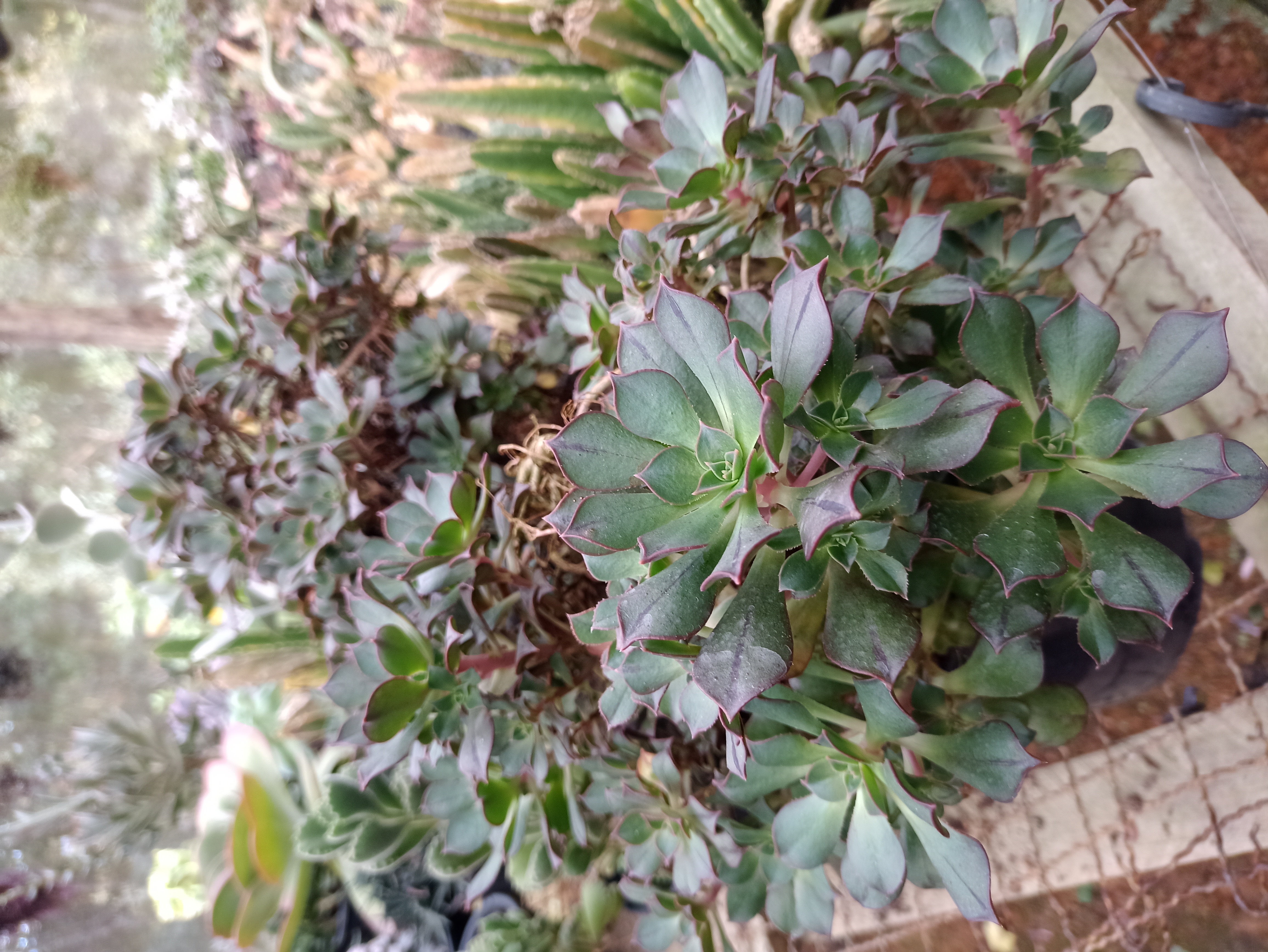 Suculenta Echeveria