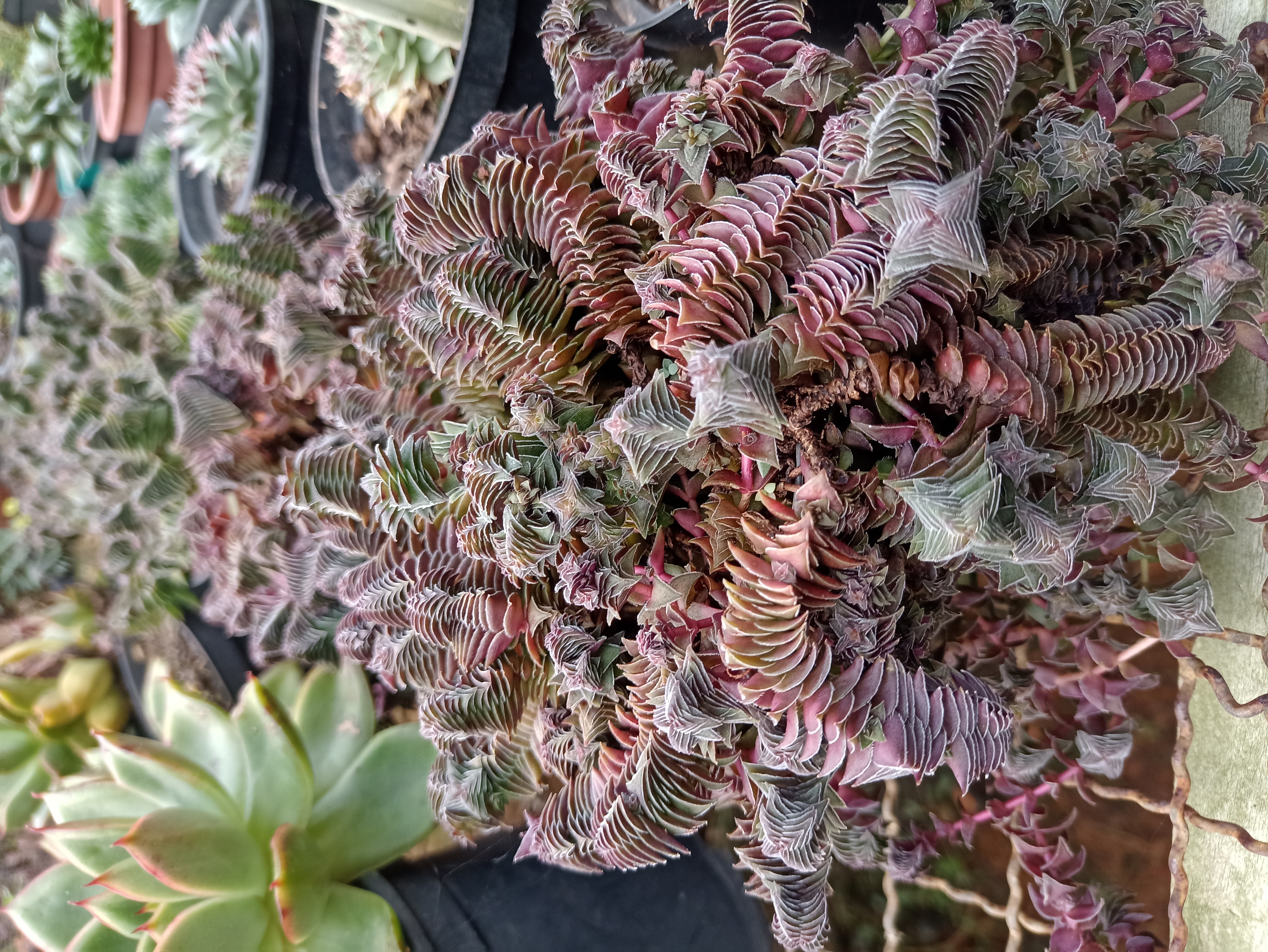 Crassula 'Pagoda'