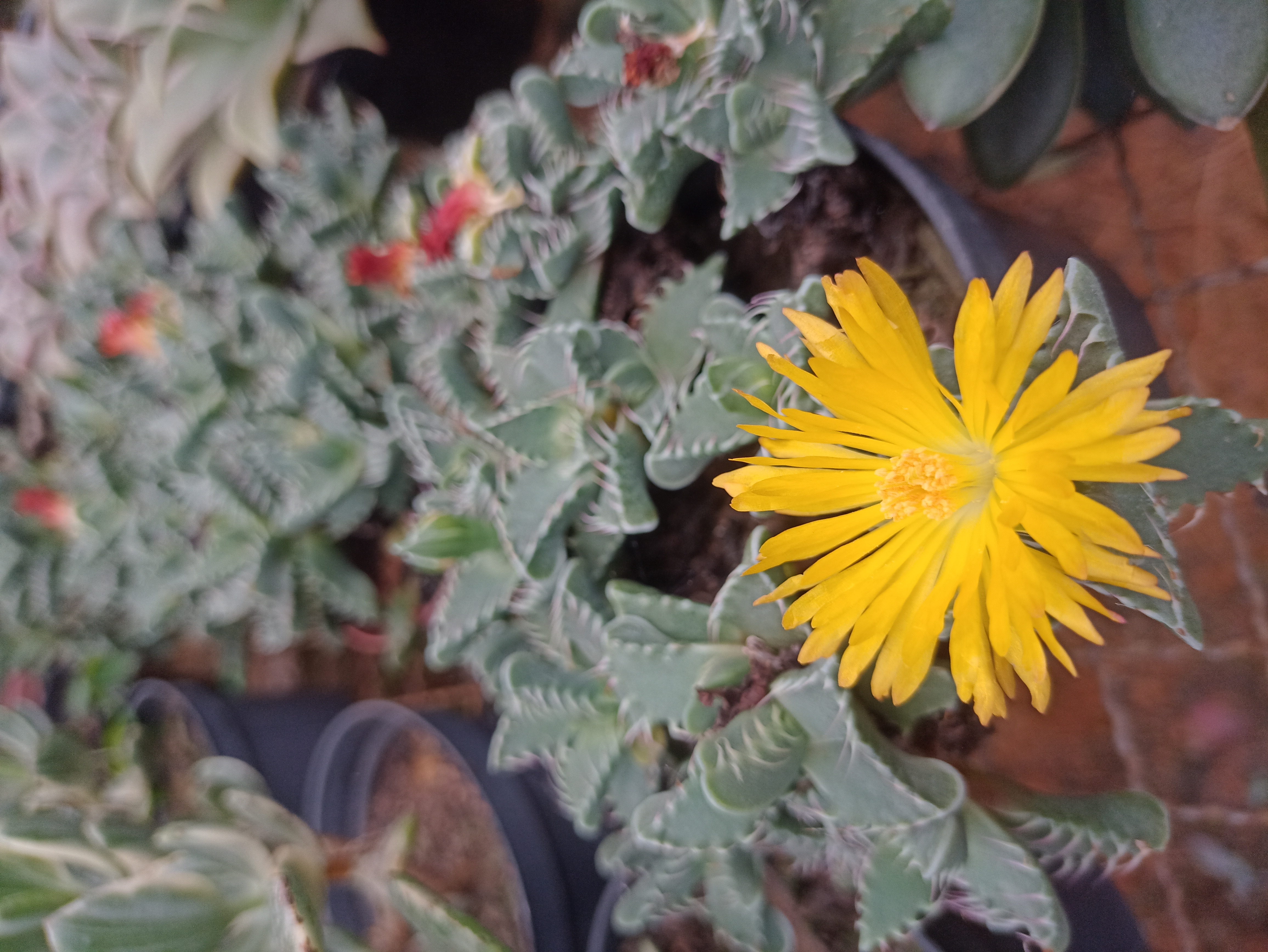 Suculenta Flor Amarela