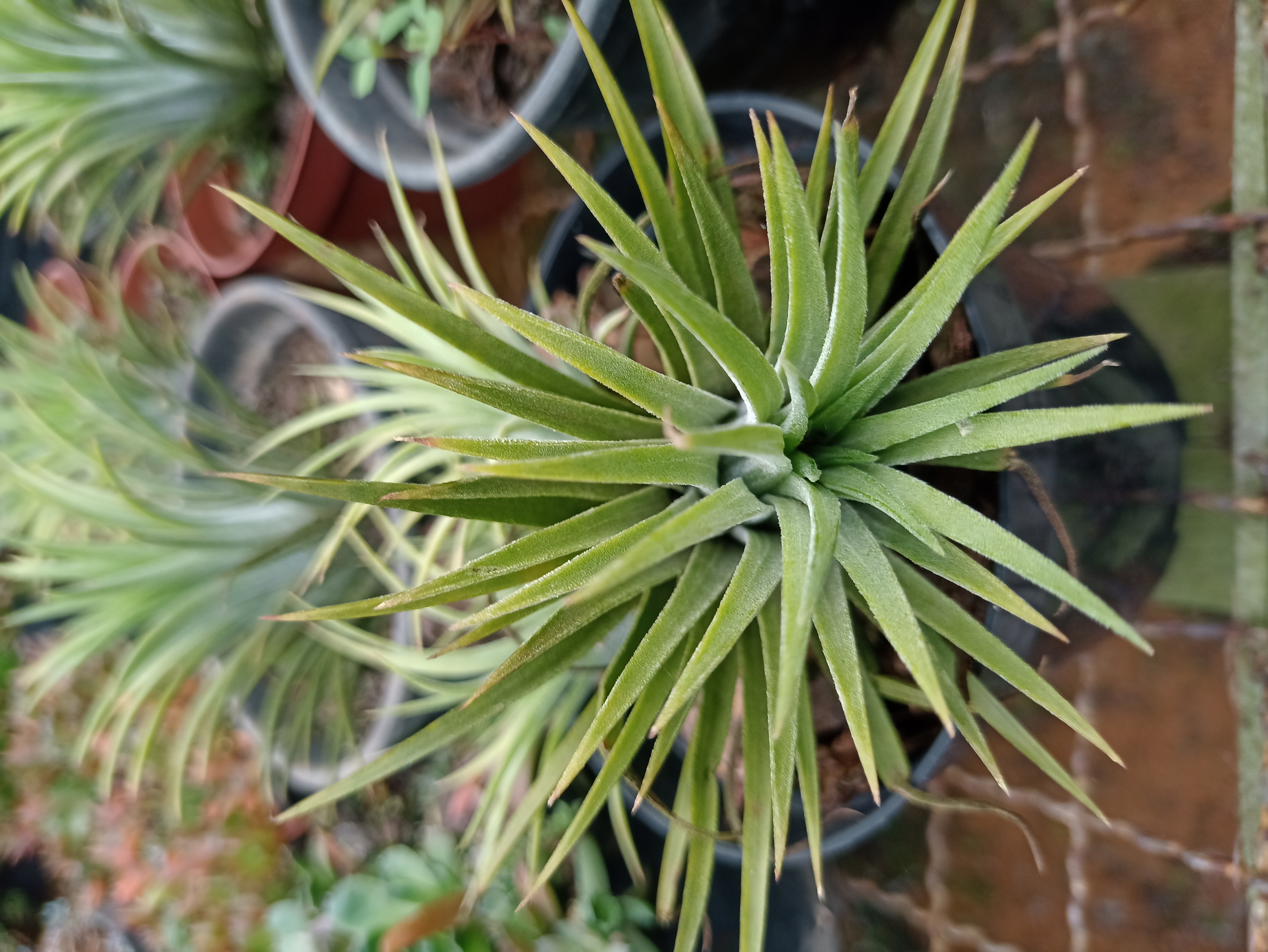 Planta Tillandsia Verde