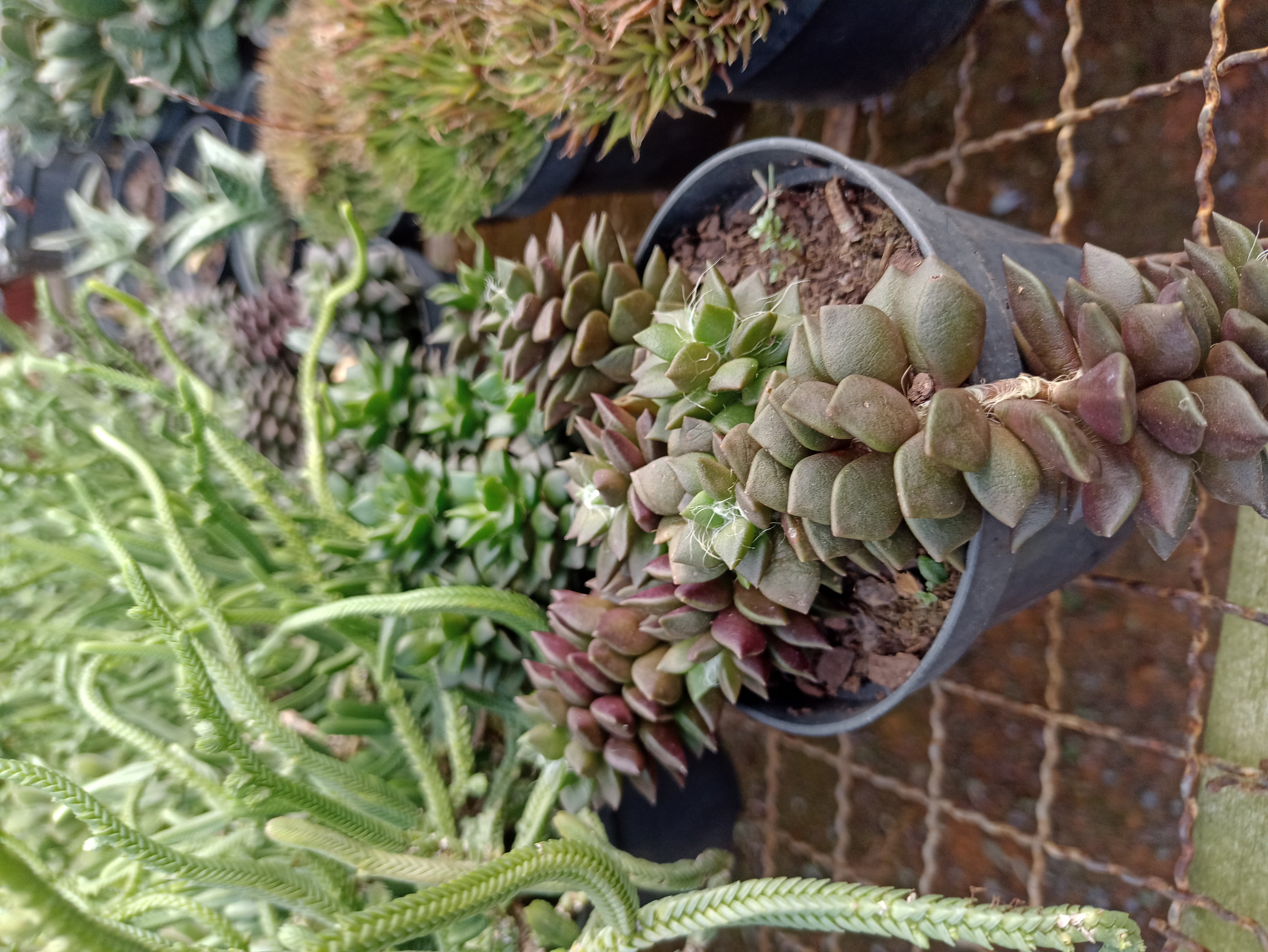 Suculenta em Vaso